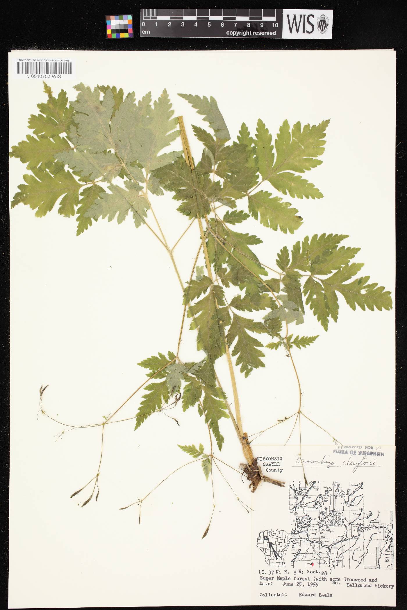 Osmorhiza claytonii image