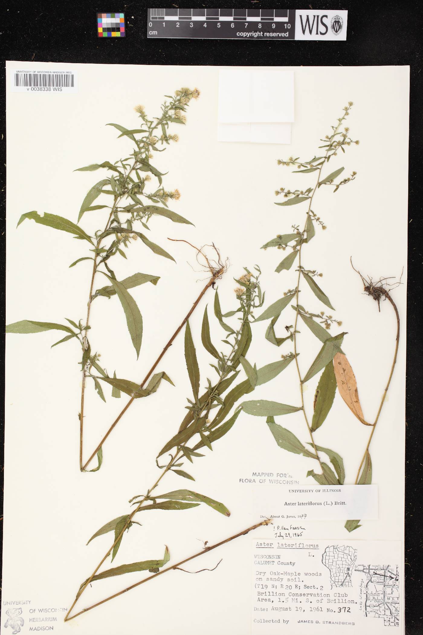 Symphyotrichum lateriflorum image