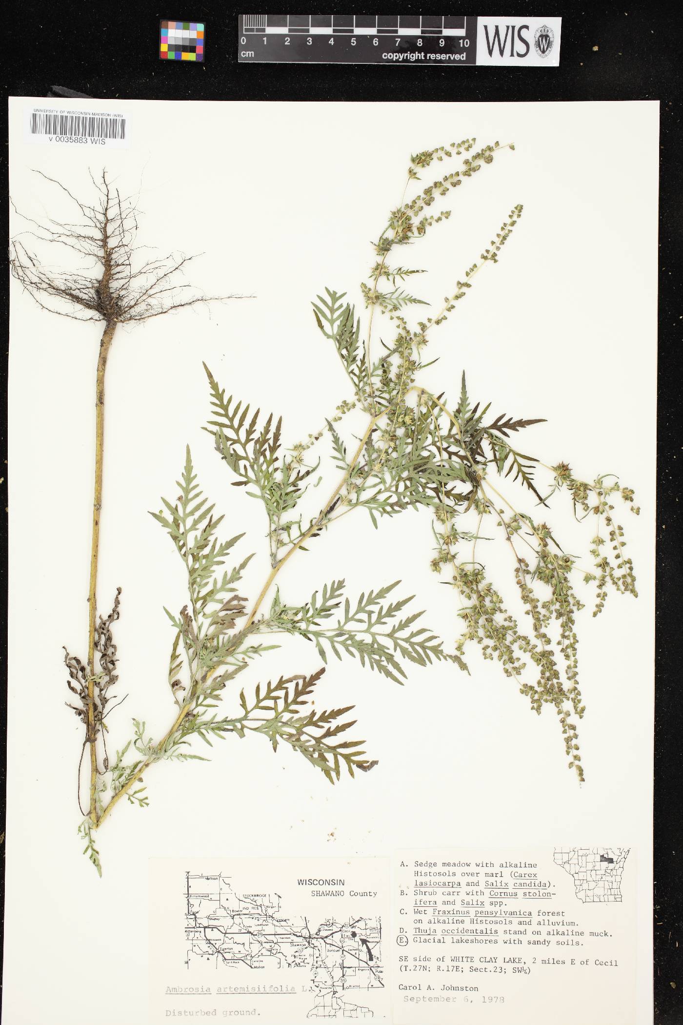 Ambrosia artemisiifolia image