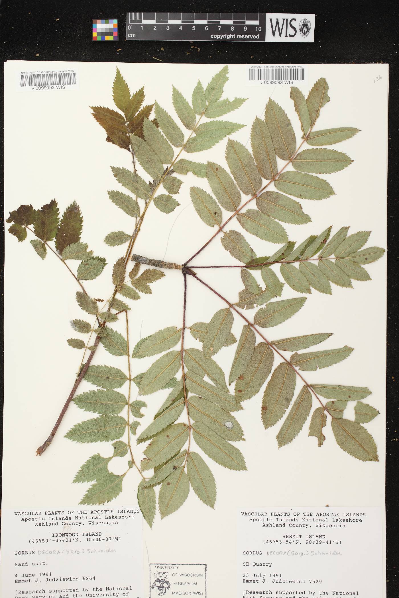Sorbus decora image