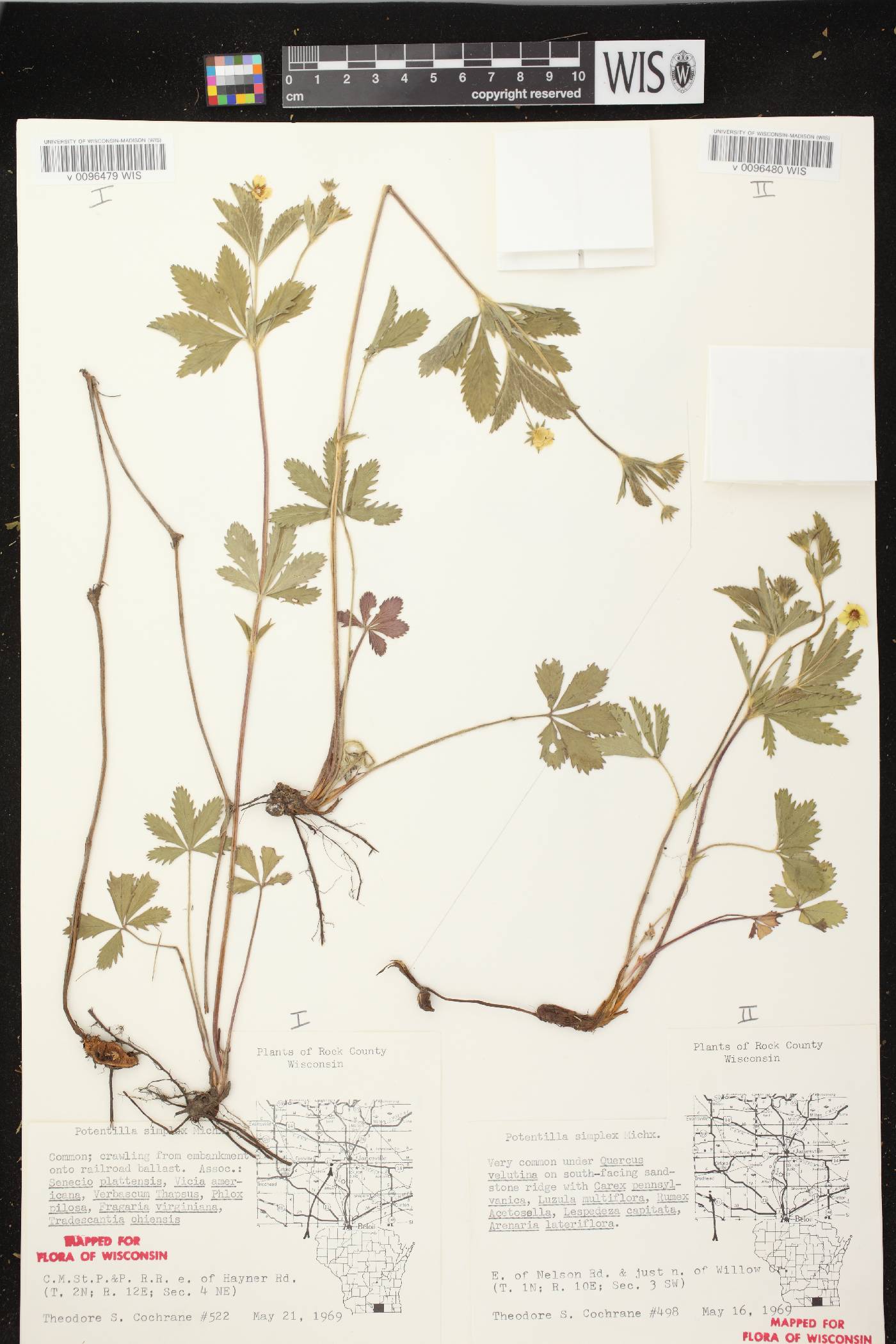 Potentilla simplex image