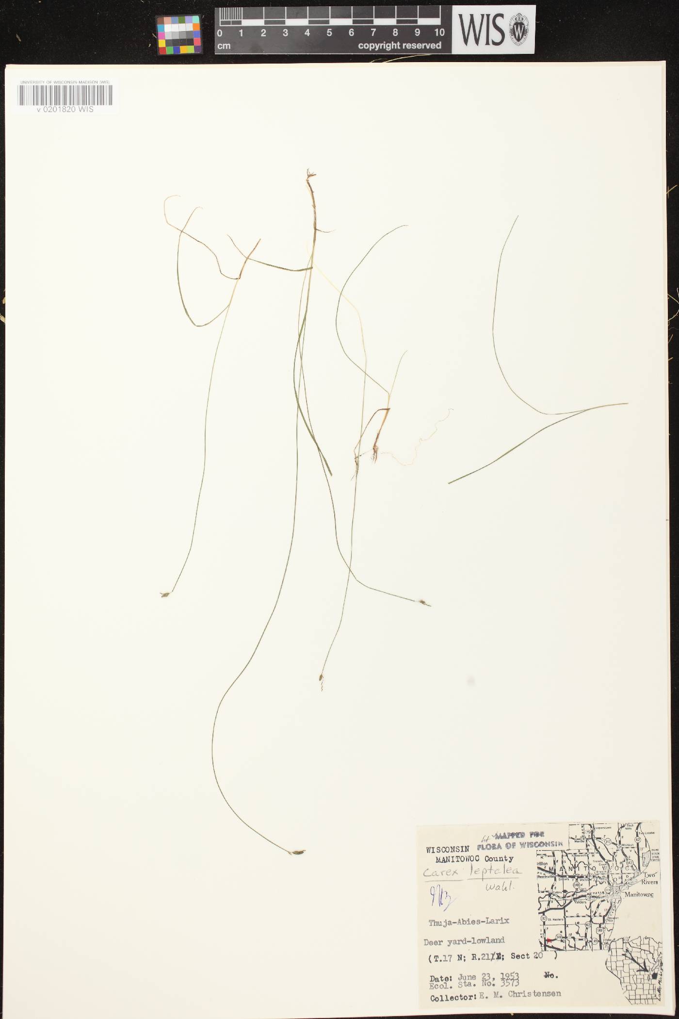 Carex leptalea subsp. leptalea image