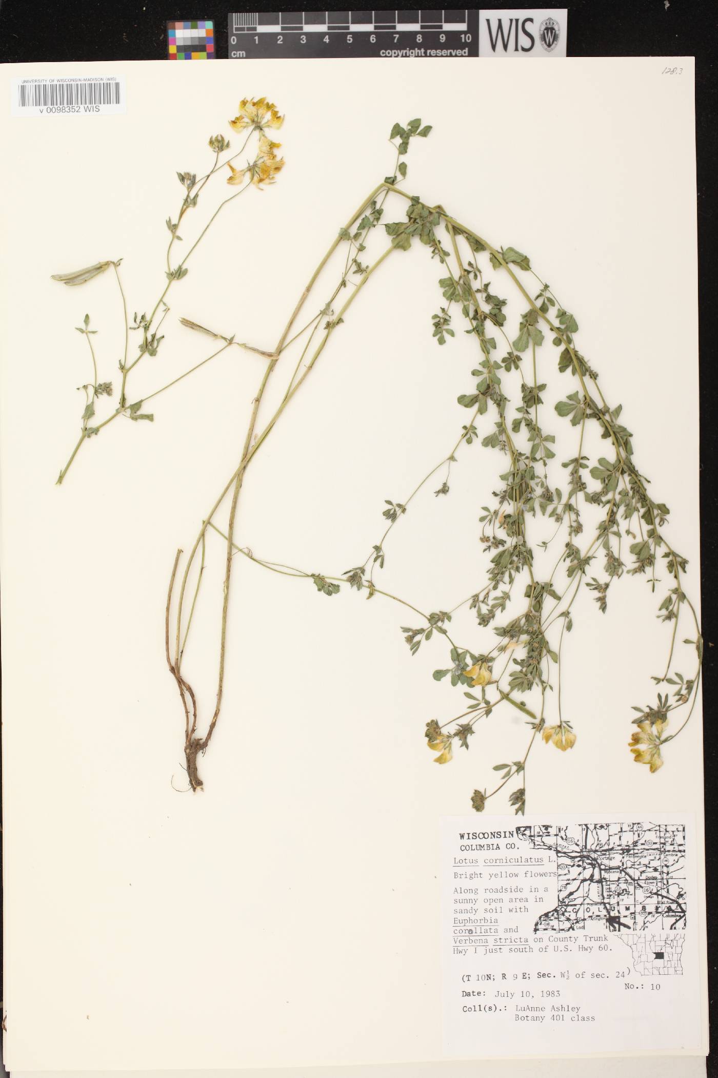 Lotus corniculatus image