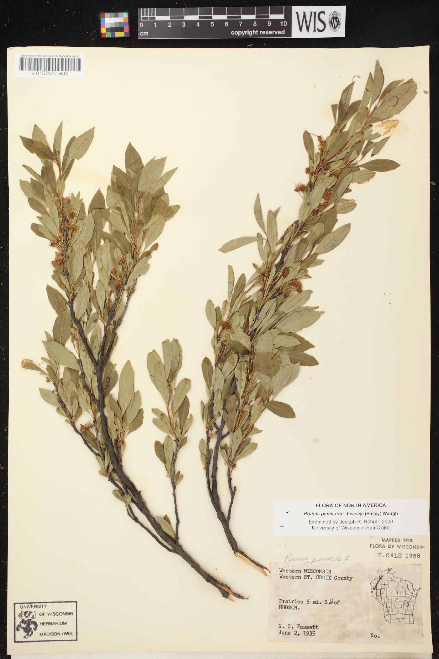 Prunus pumila image