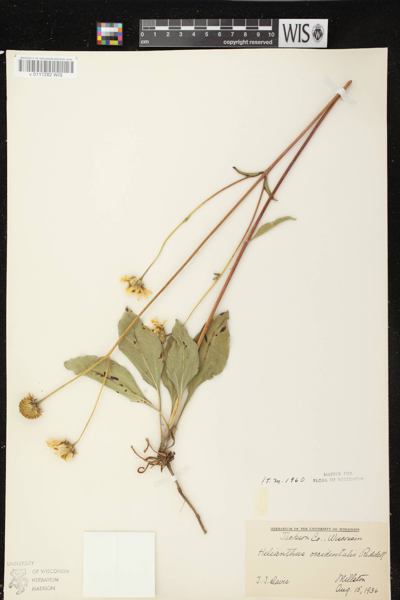 Helianthus occidentalis subsp. occidentalis image