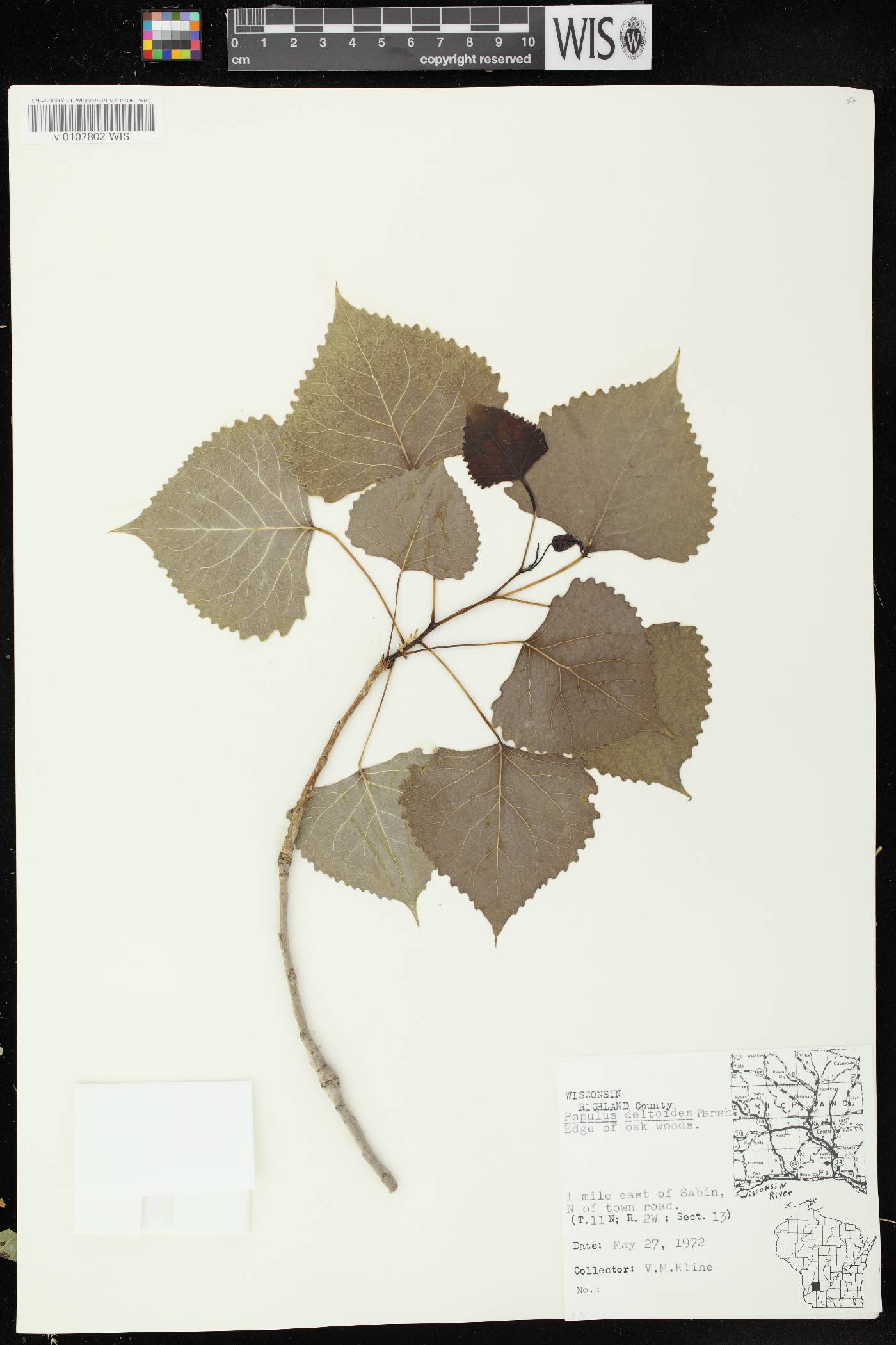 Populus deltoides image