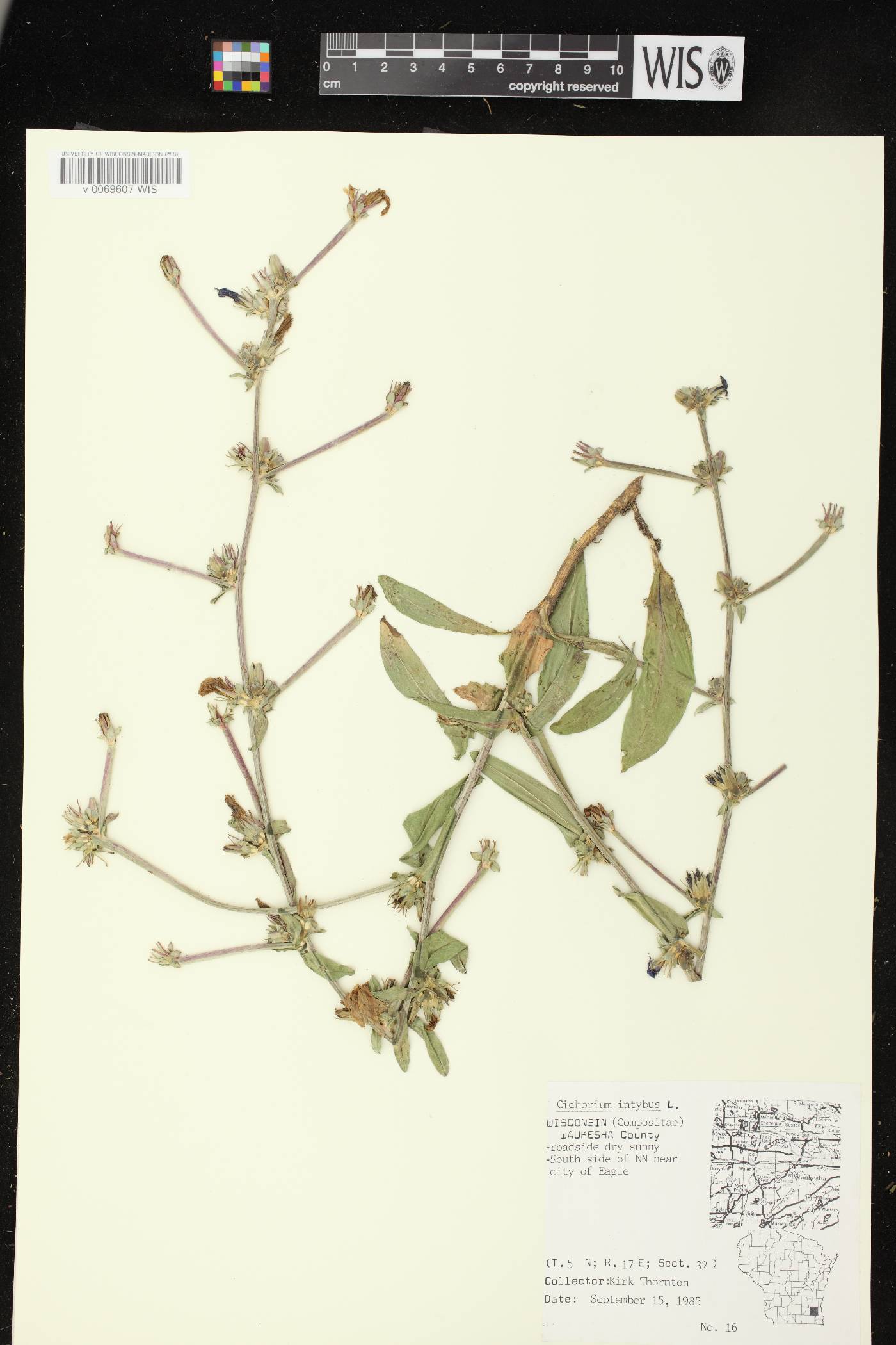 Cichorium intybus image