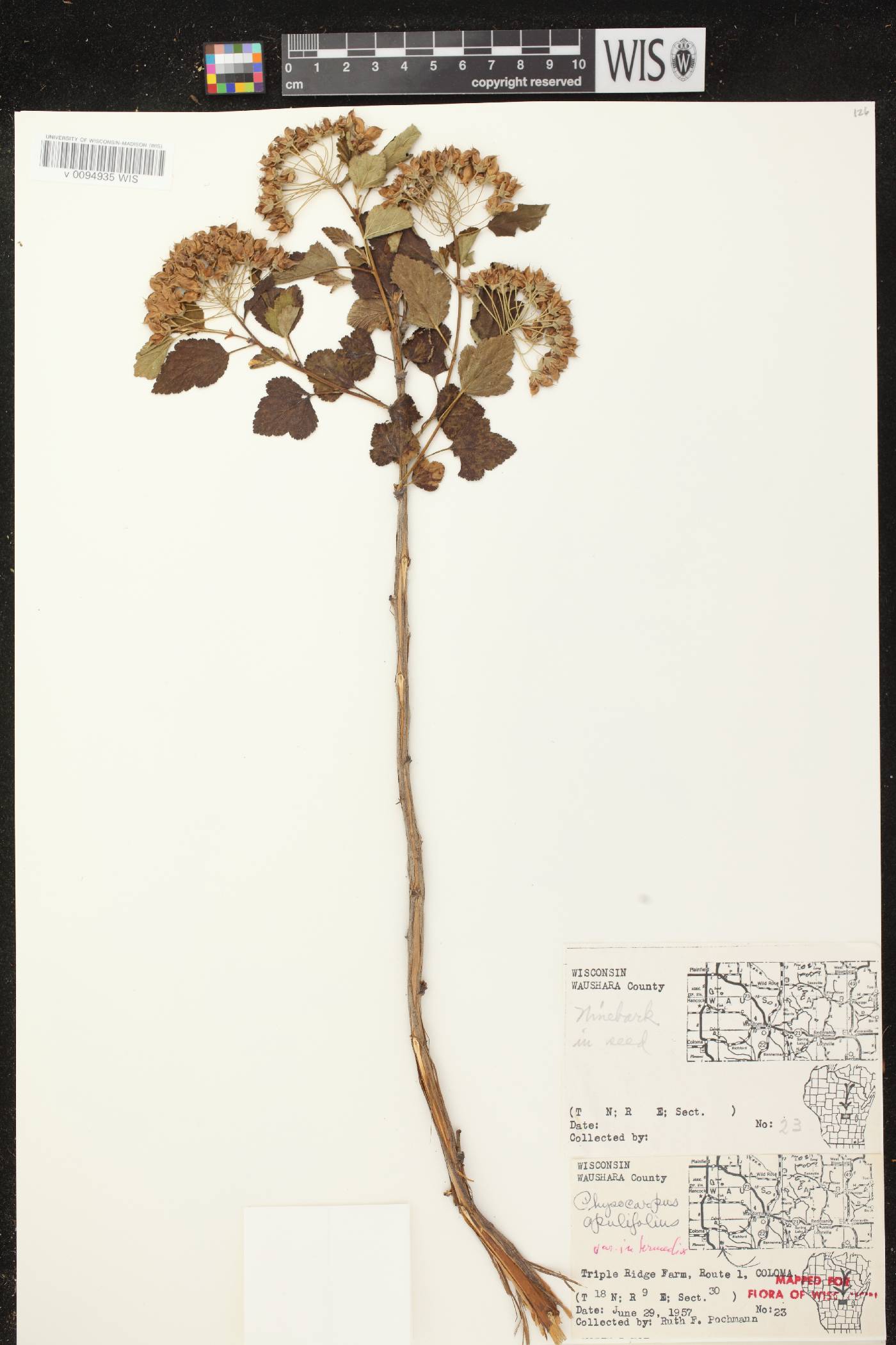 Physocarpus opulifolius image