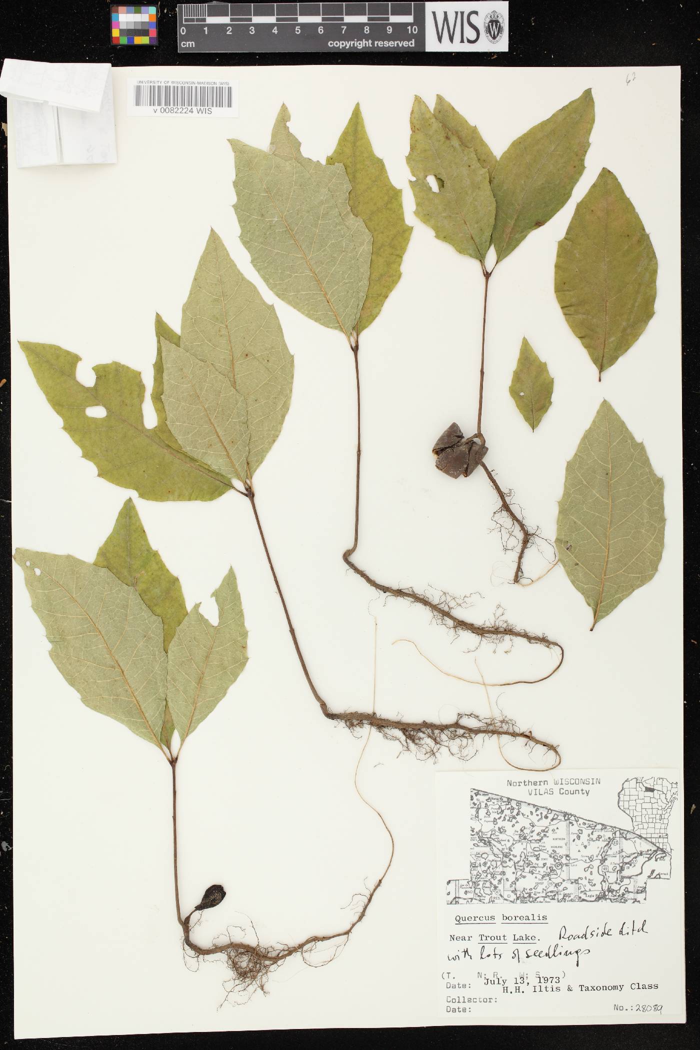 Quercus rubra image