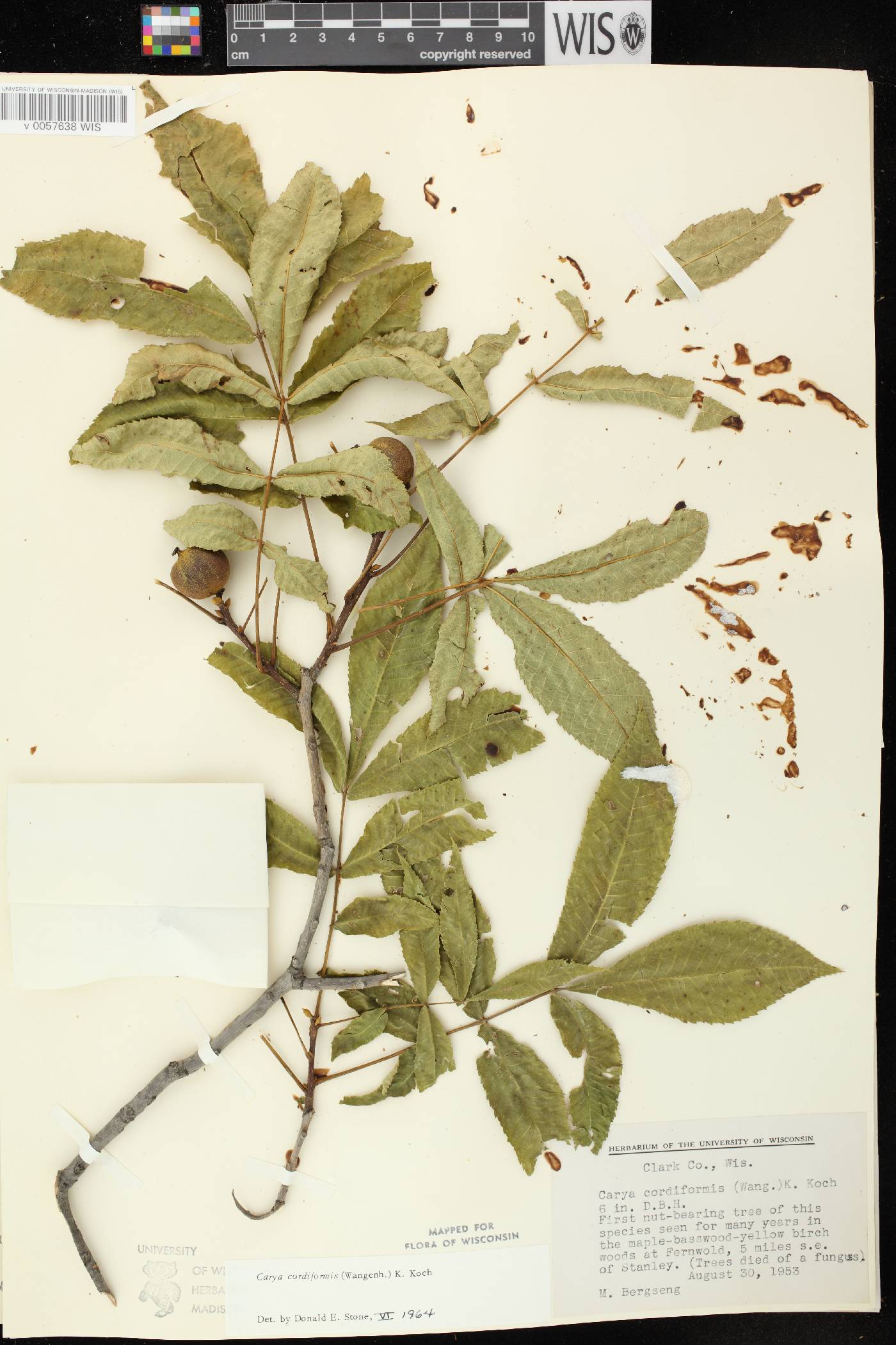 Carya cordiformis image