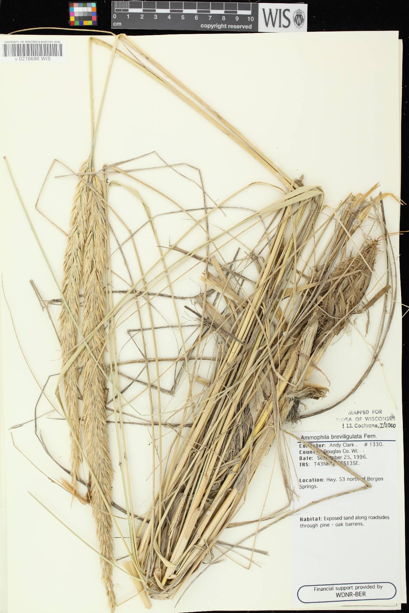 Ammophila breviligulata image
