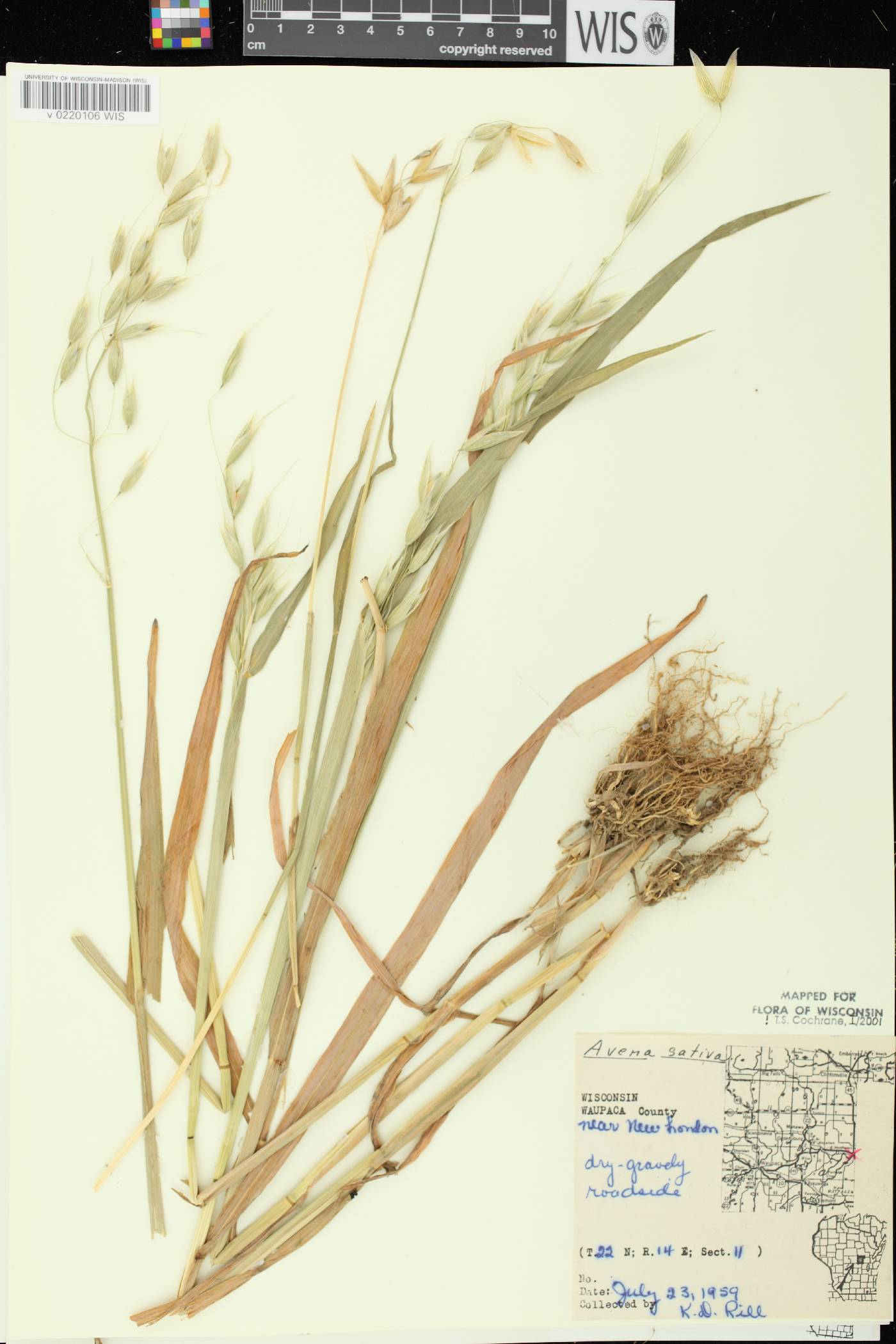 Avena sativa image