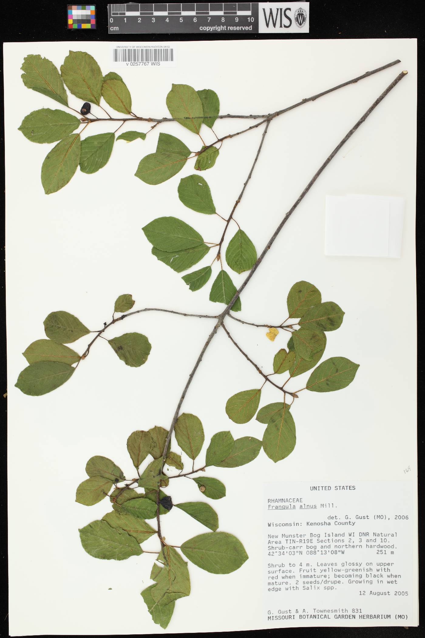 Frangula alnus image