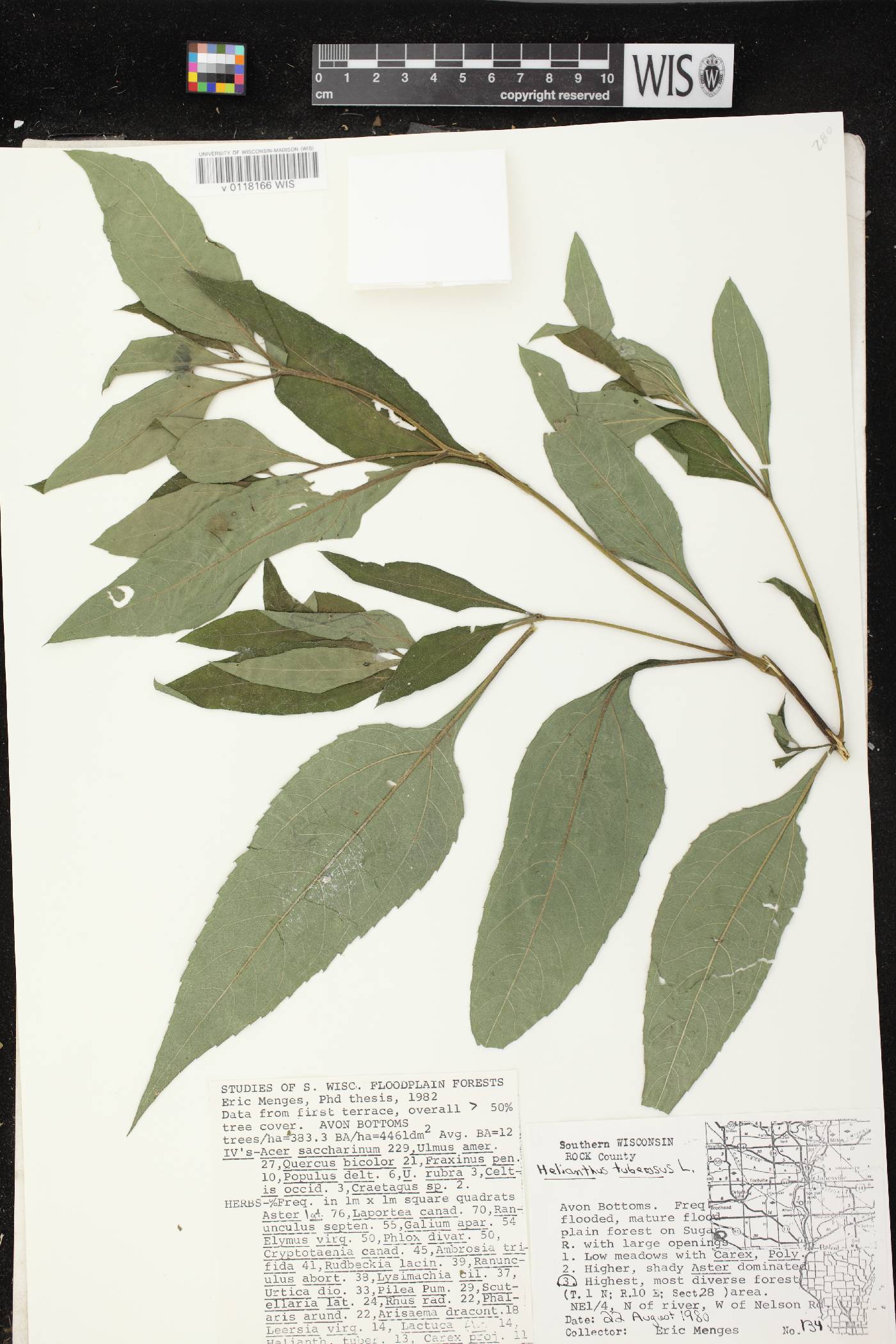 Helianthus tuberosus image