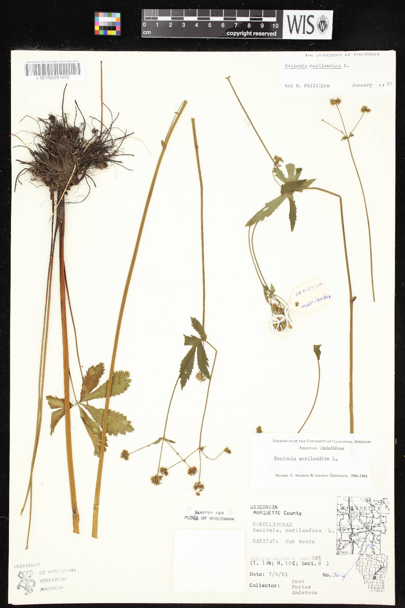 Sanicula marilandica image