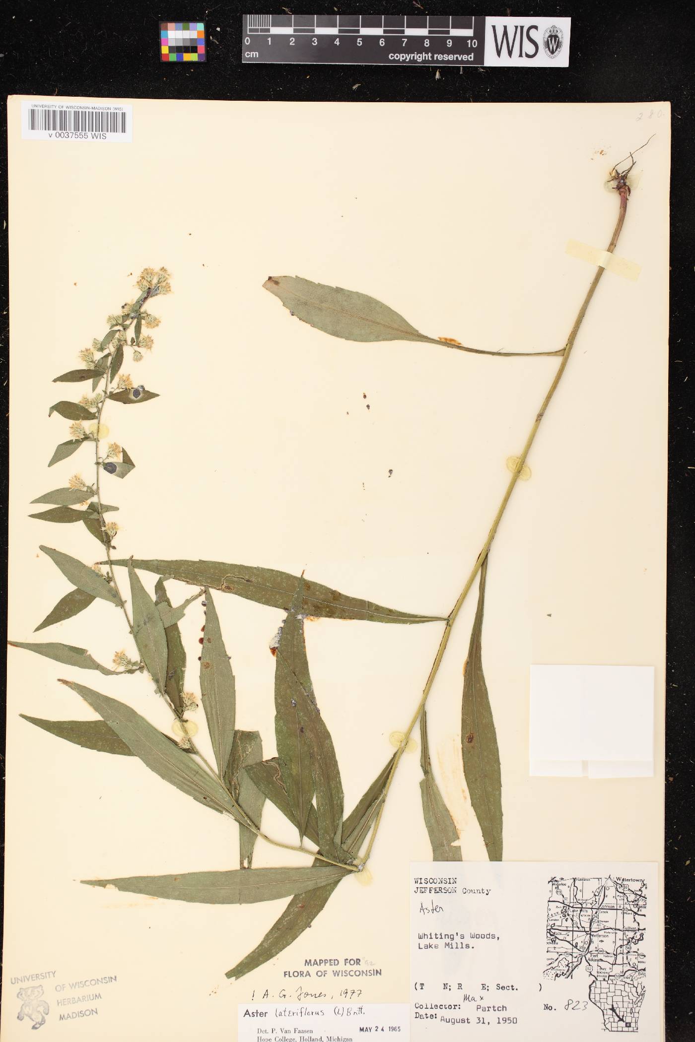 Symphyotrichum lateriflorum image