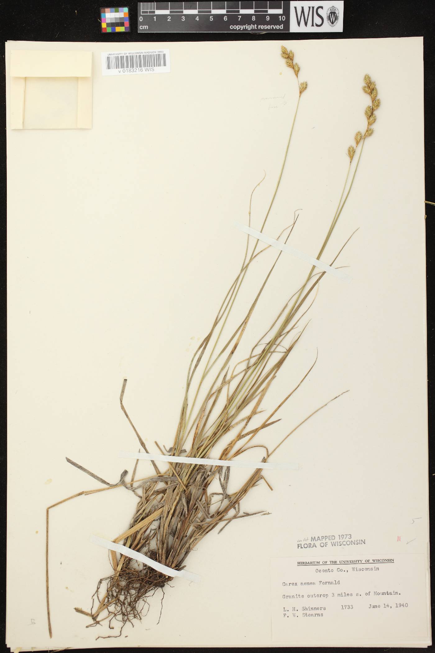 Carex foenea image