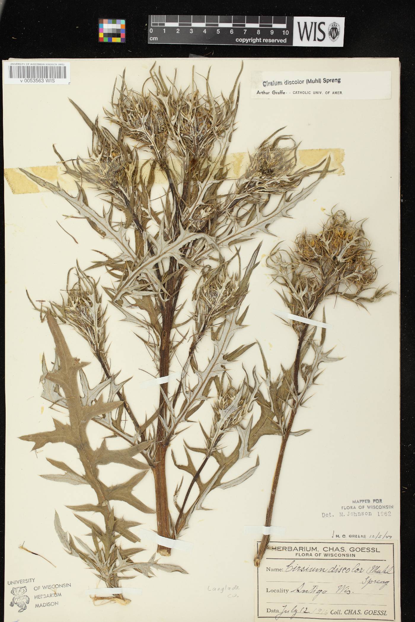 Cirsium discolor image