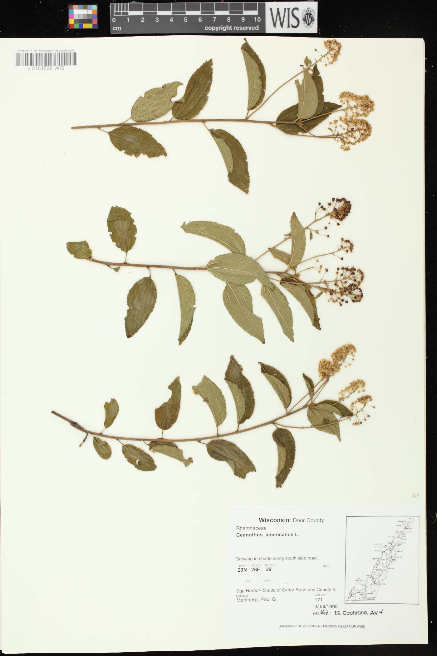 Ceanothus americanus image