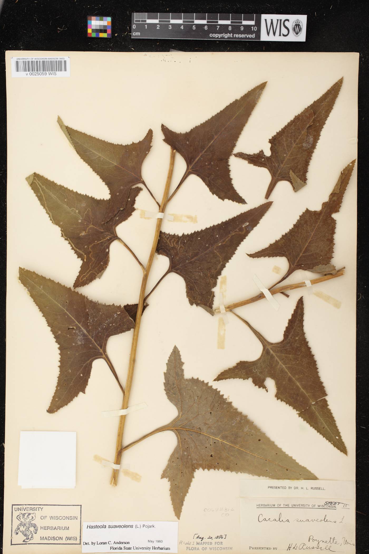 Hasteola suaveolens image