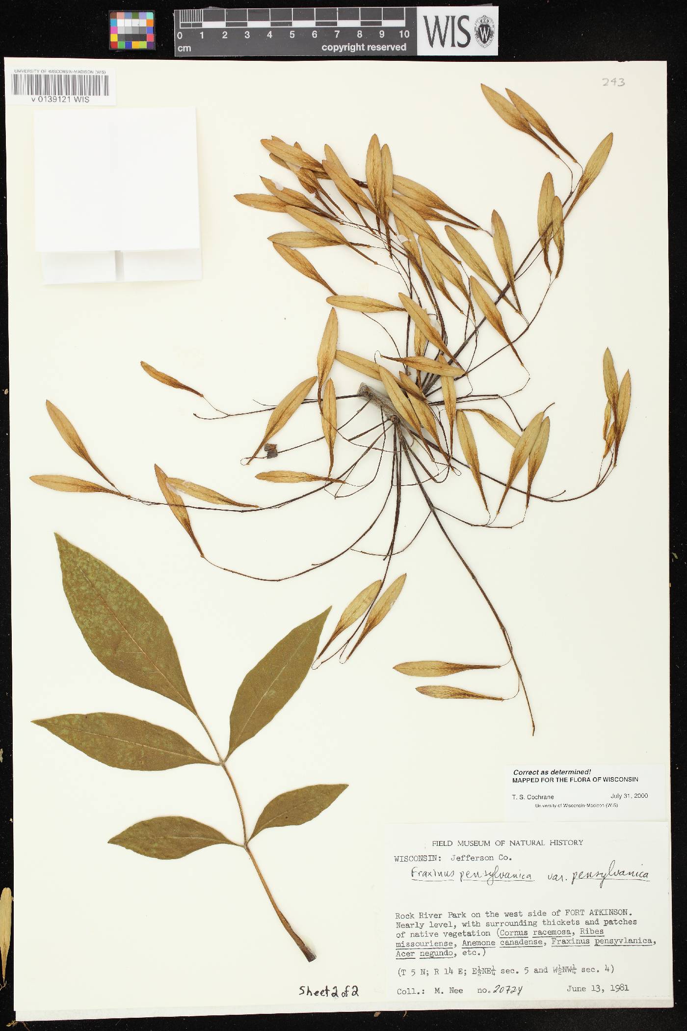 Fraxinus pennsylvanica image