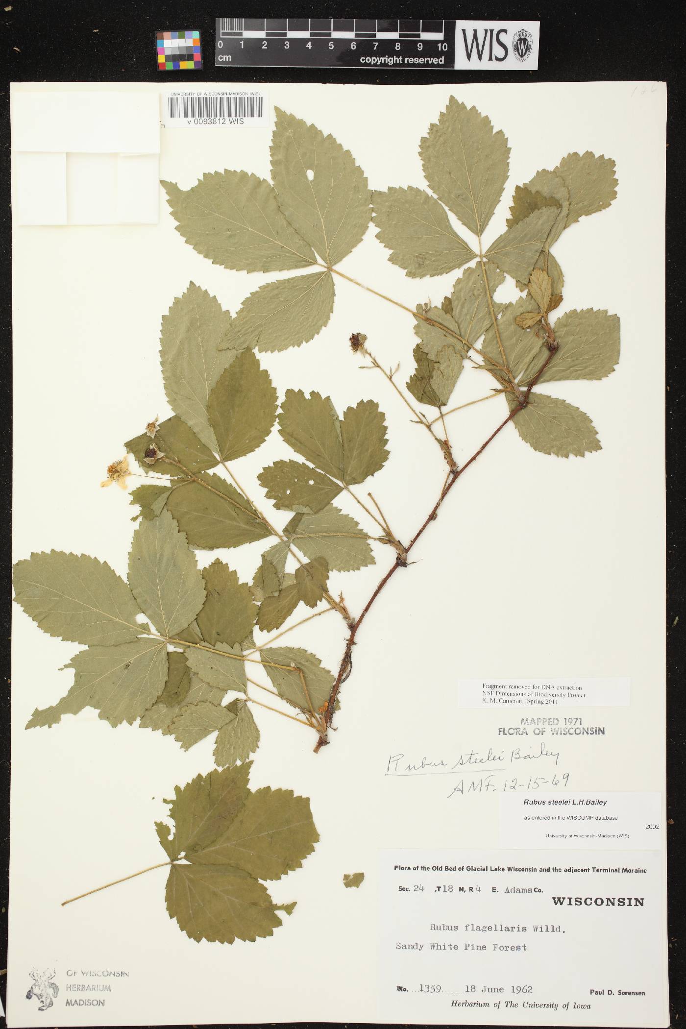Rubus flagellaris image