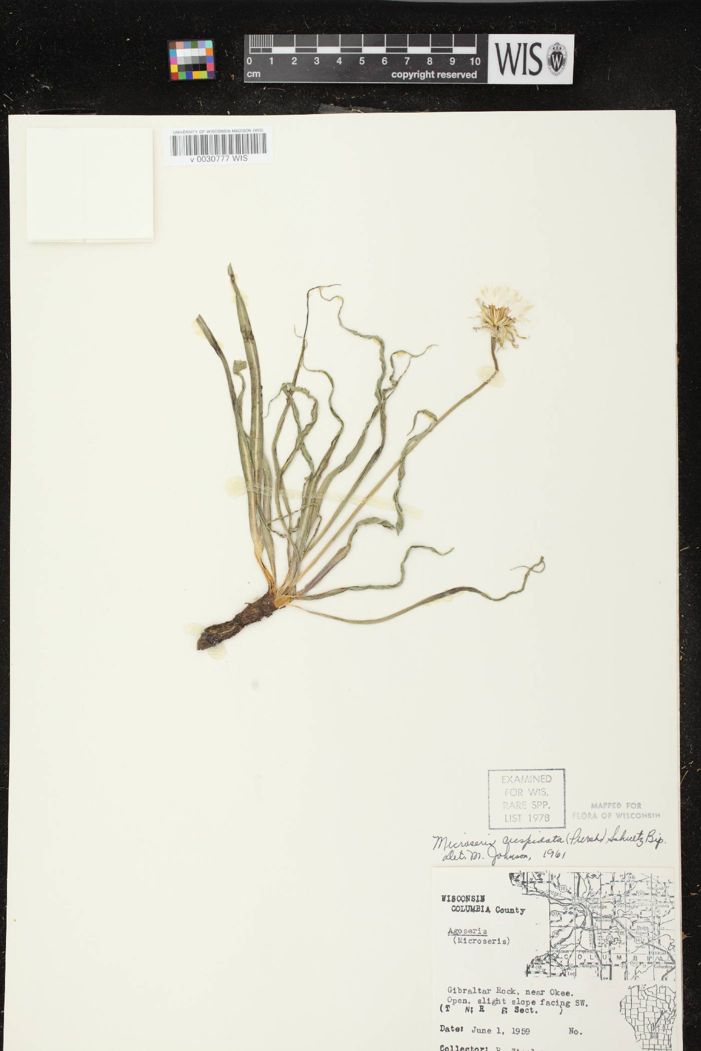 Nothocalais cuspidata image