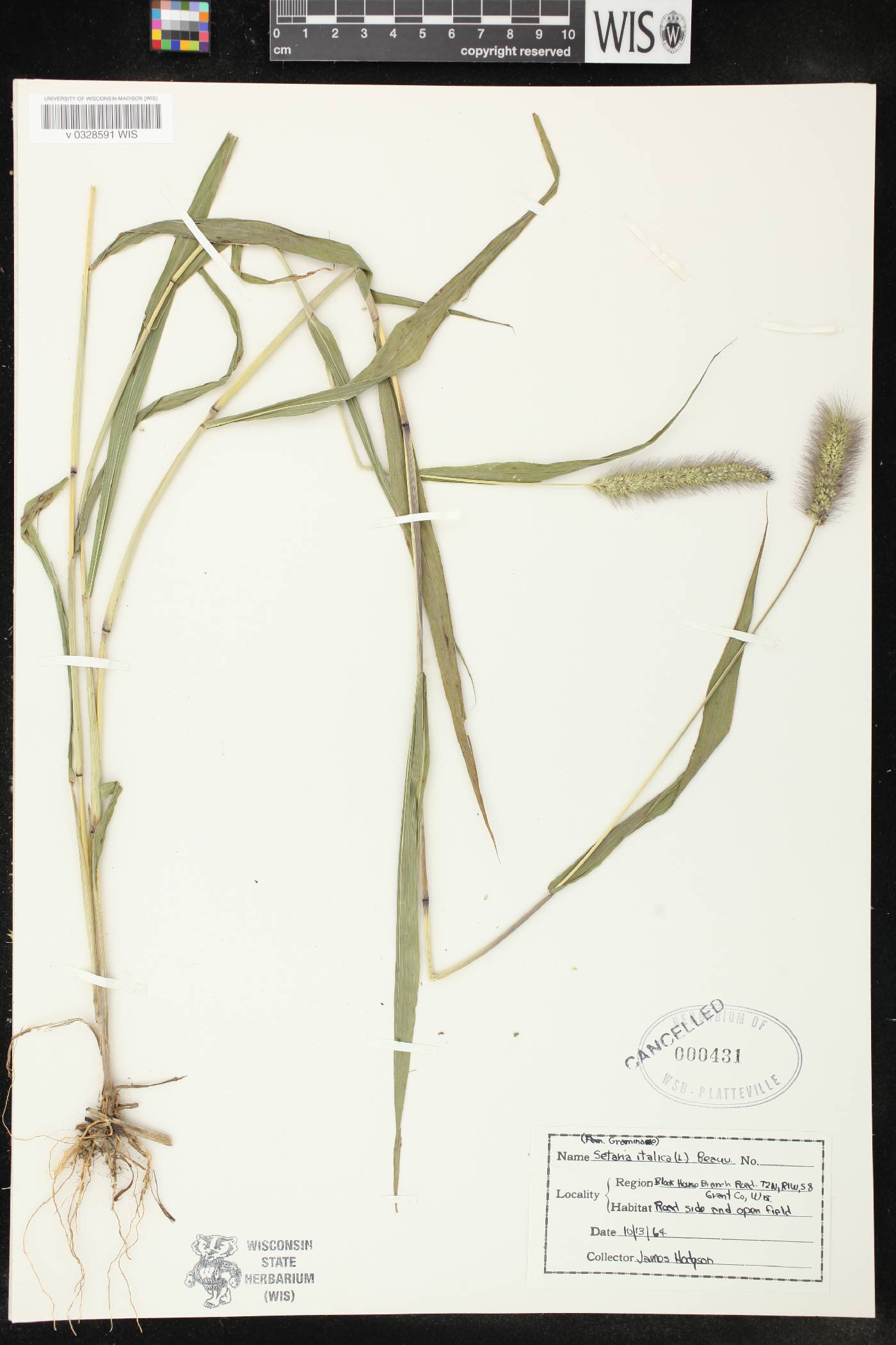 Setaria viridis image