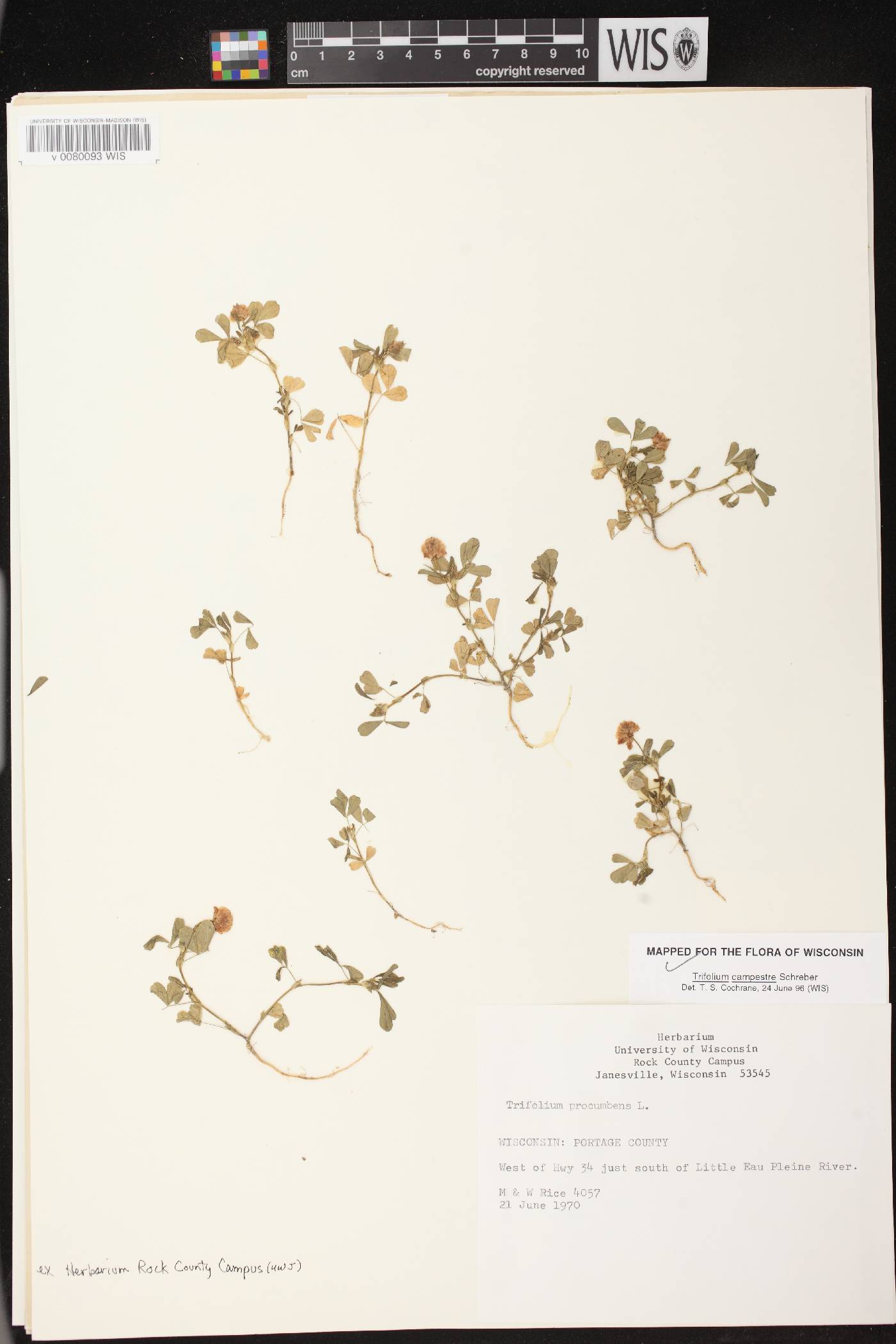 Trifolium campestre image