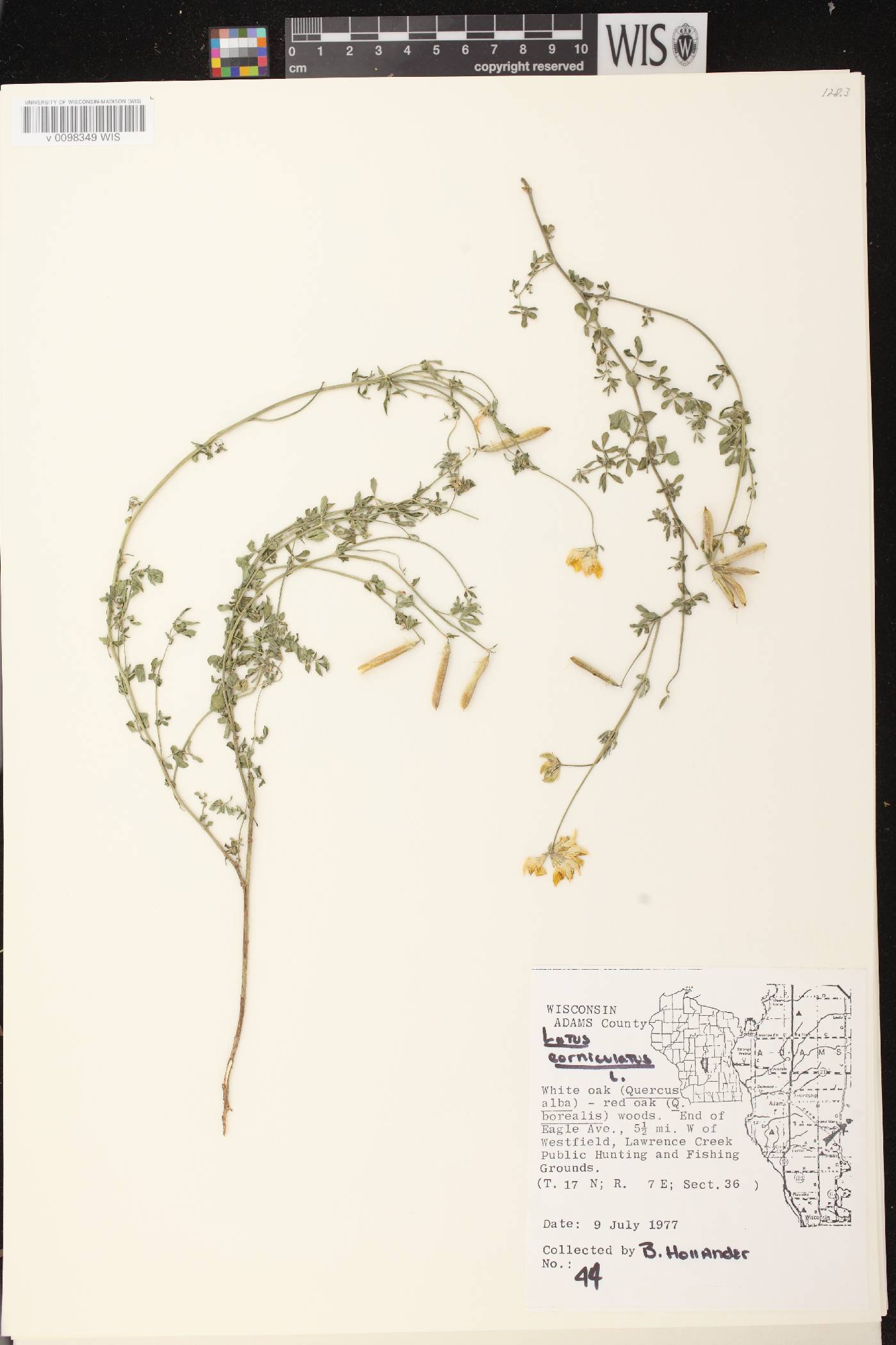 Lotus corniculatus image