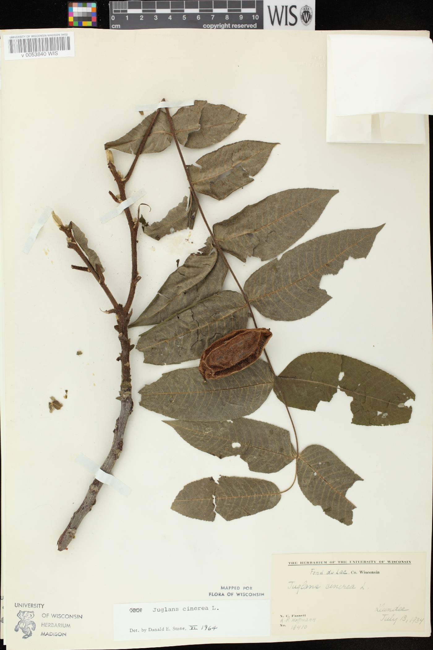 Juglans cinerea image