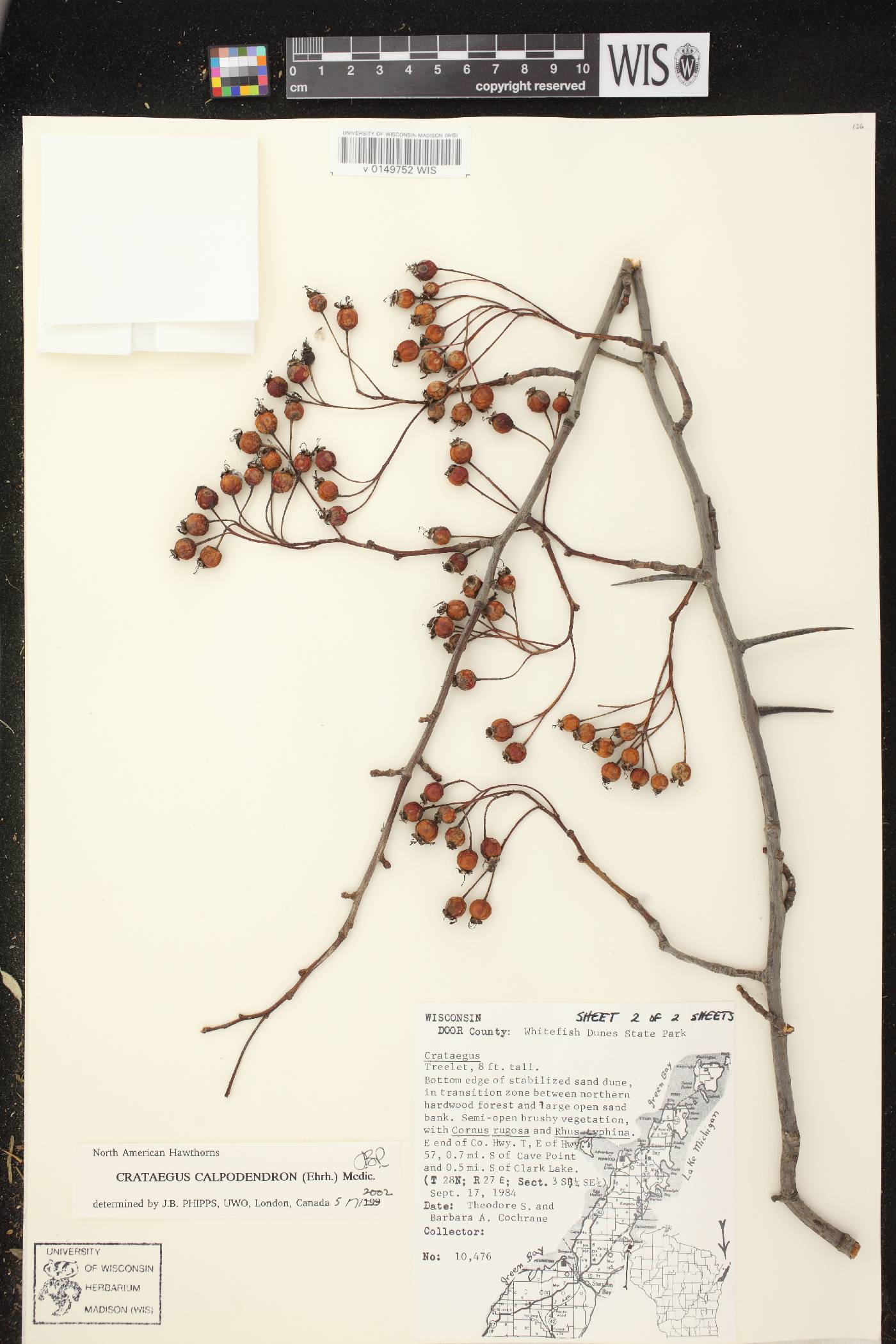 Crataegus calpodendron image