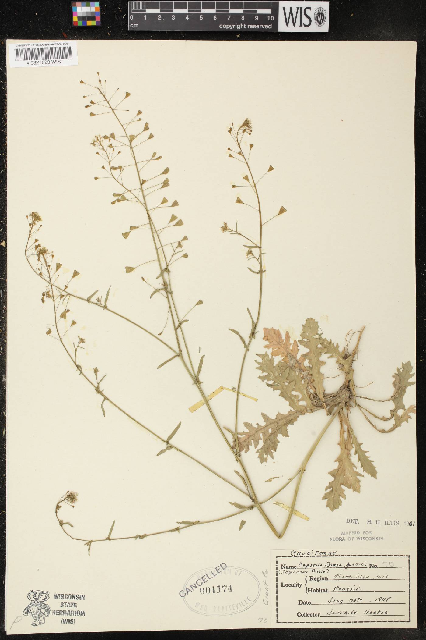 Capsella bursa-pastoris image