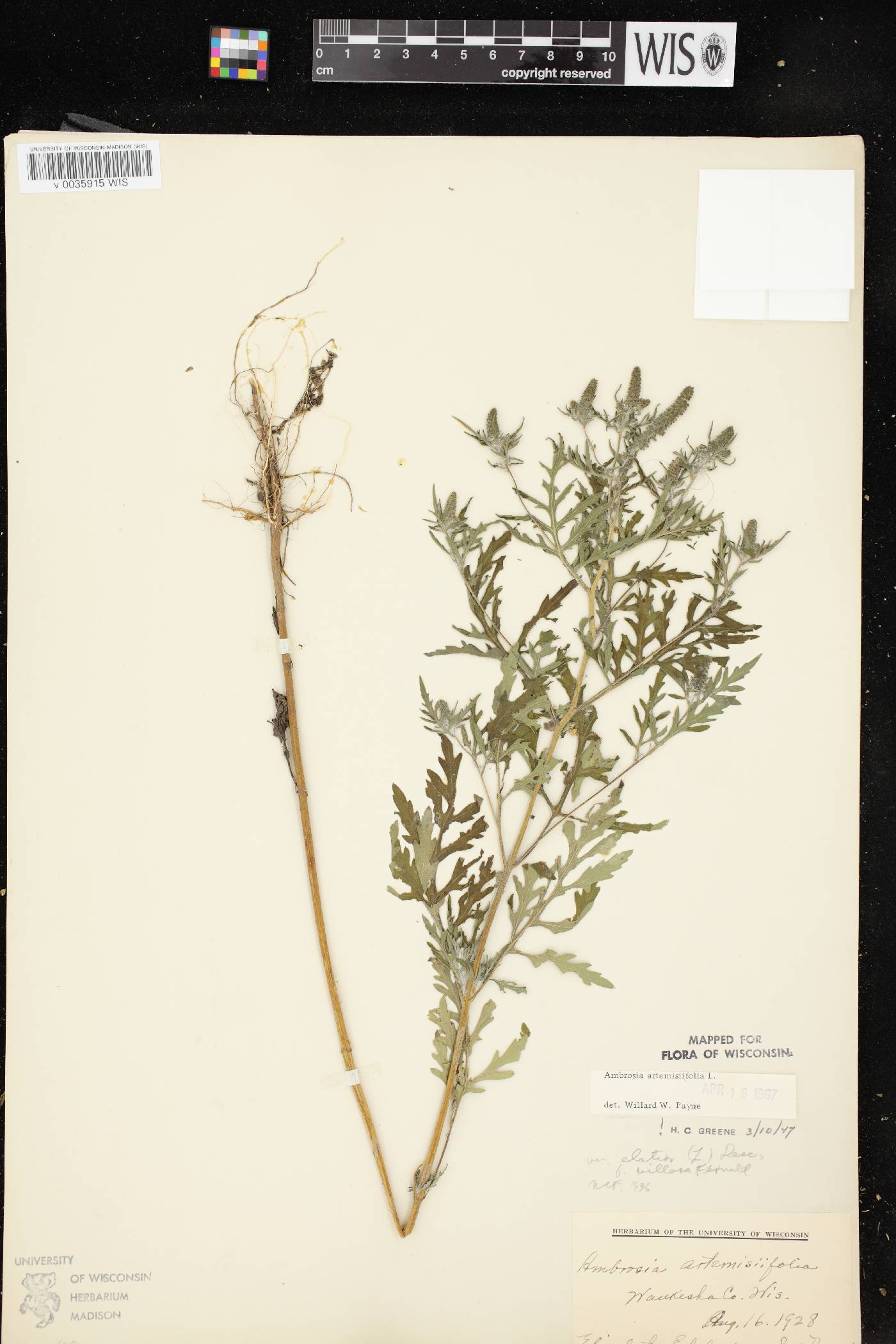 Ambrosia artemisiifolia image