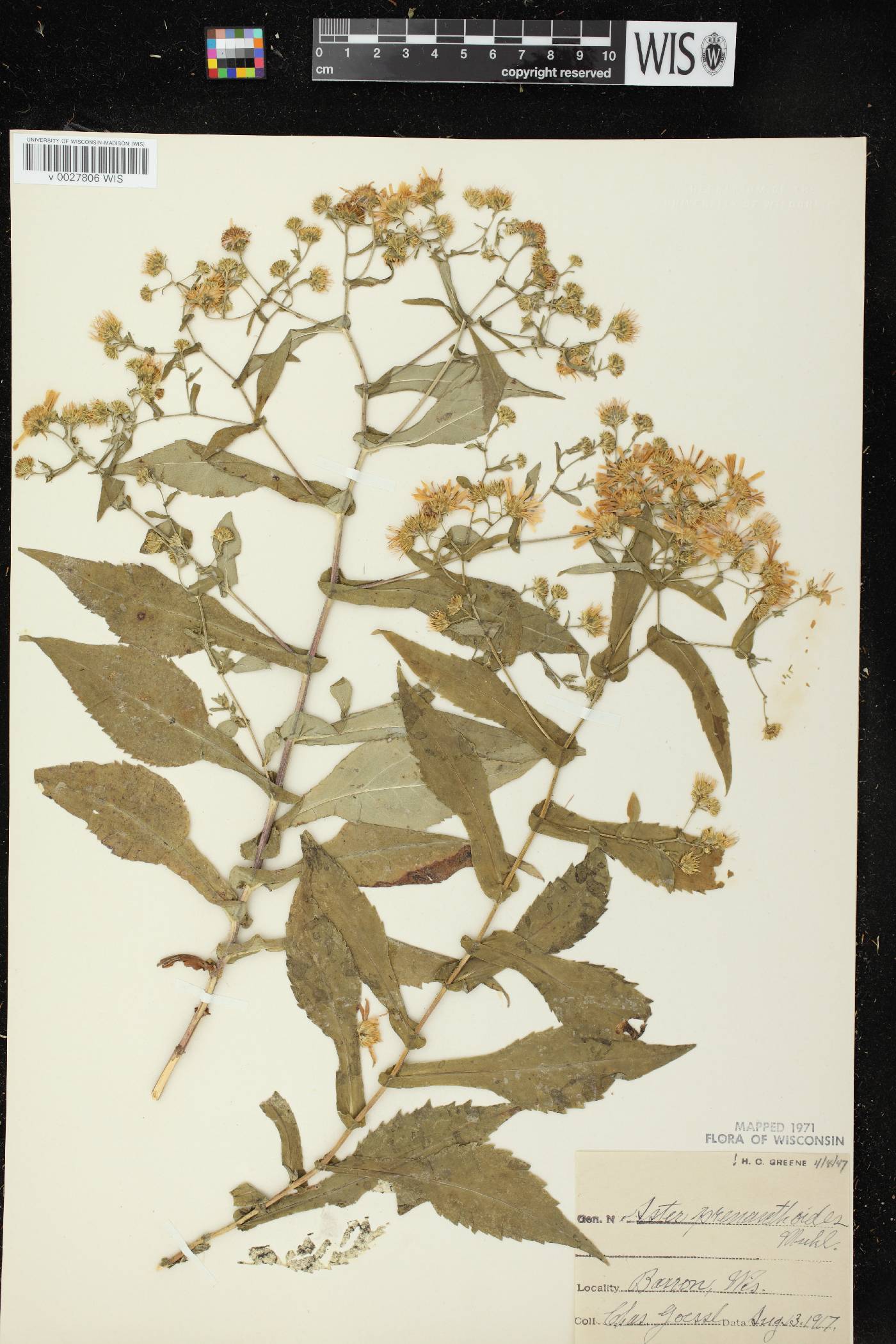 Symphyotrichum prenanthoides image