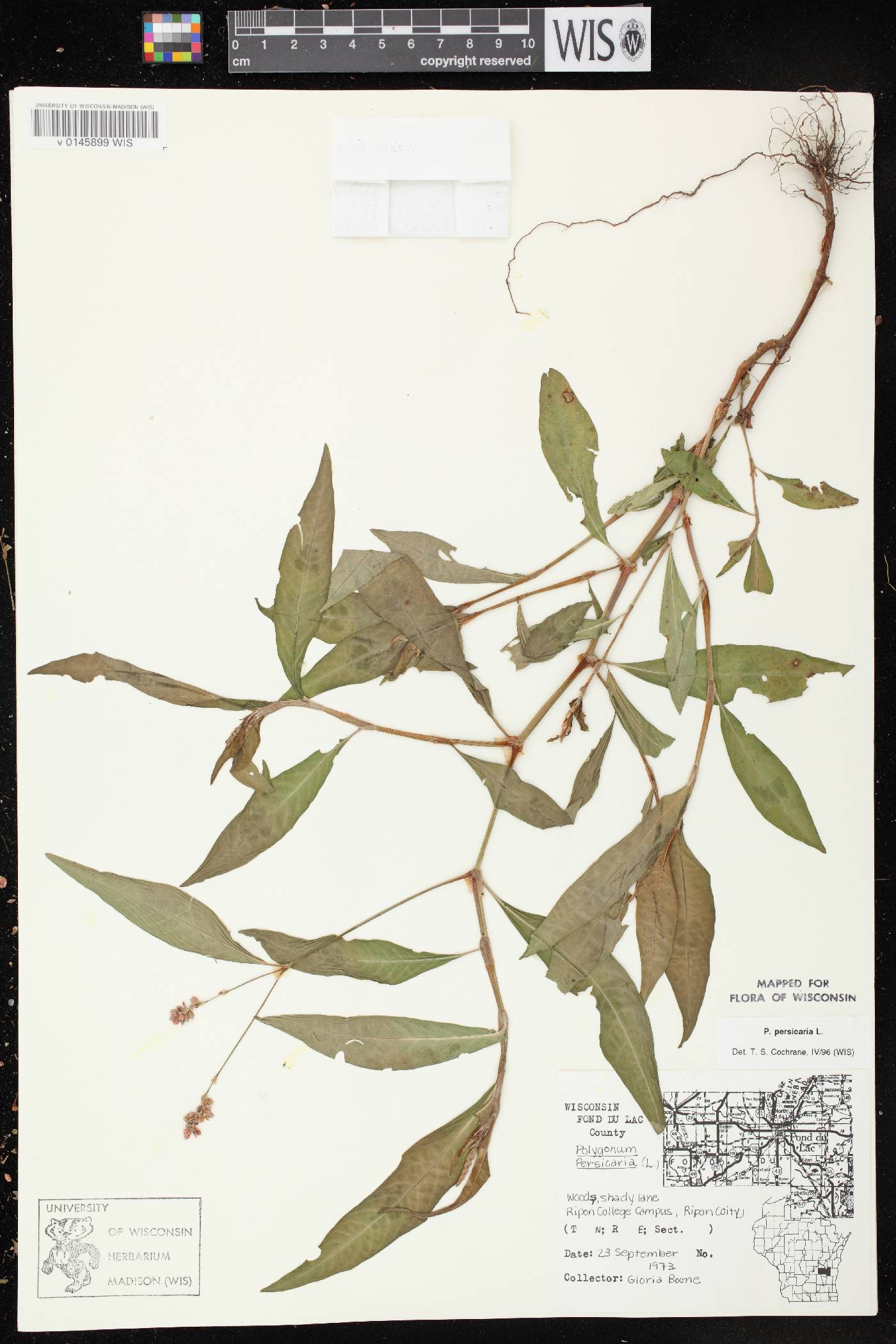 Persicaria maculosa image