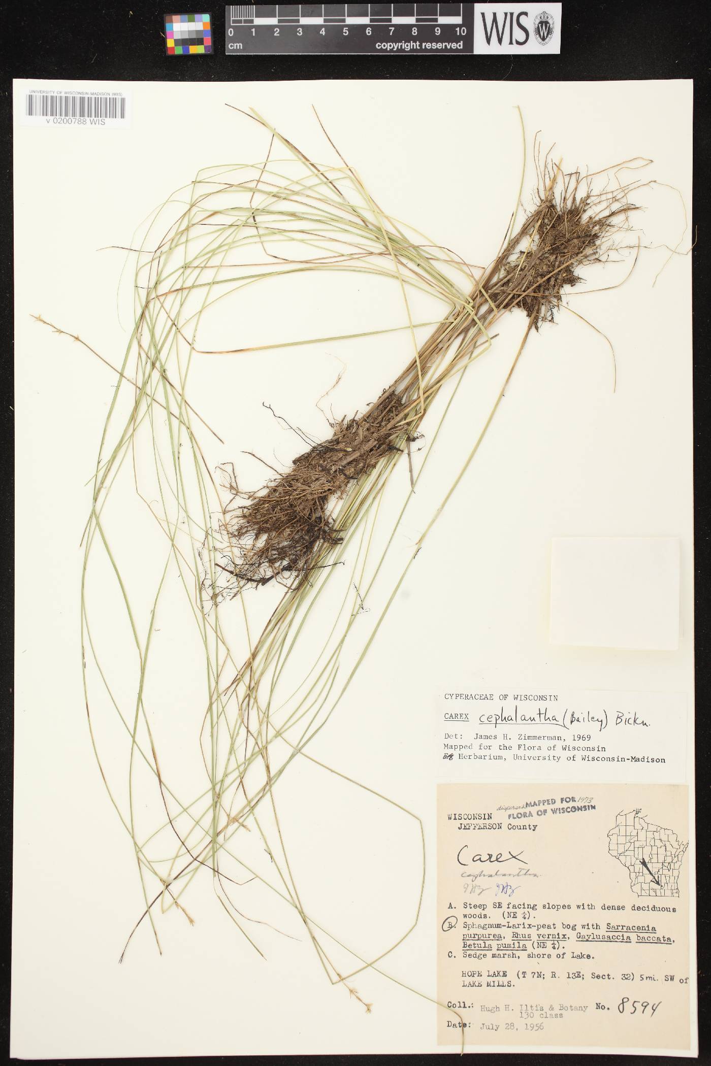 Carex echinata image