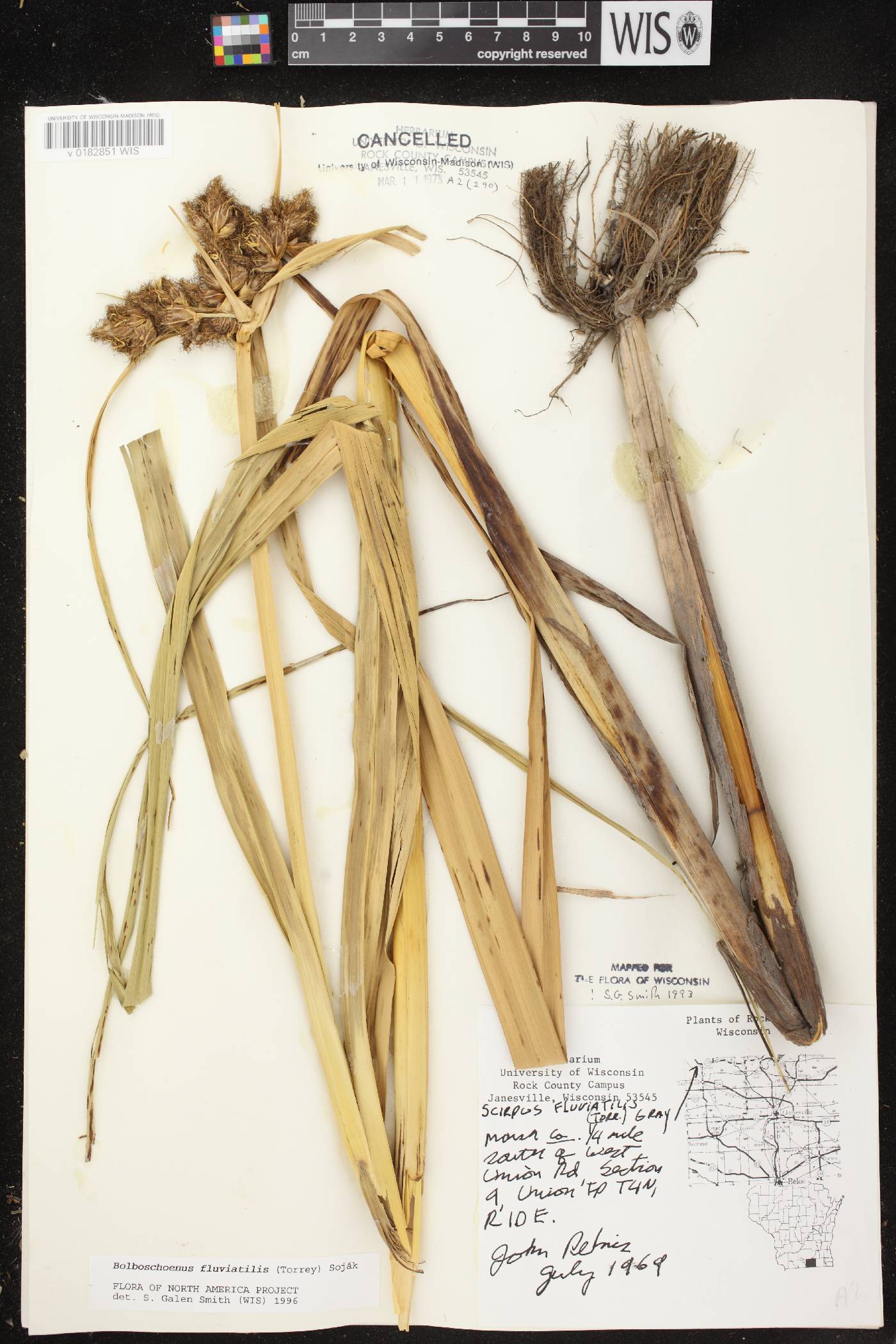 Bolboschoenus fluviatilis image