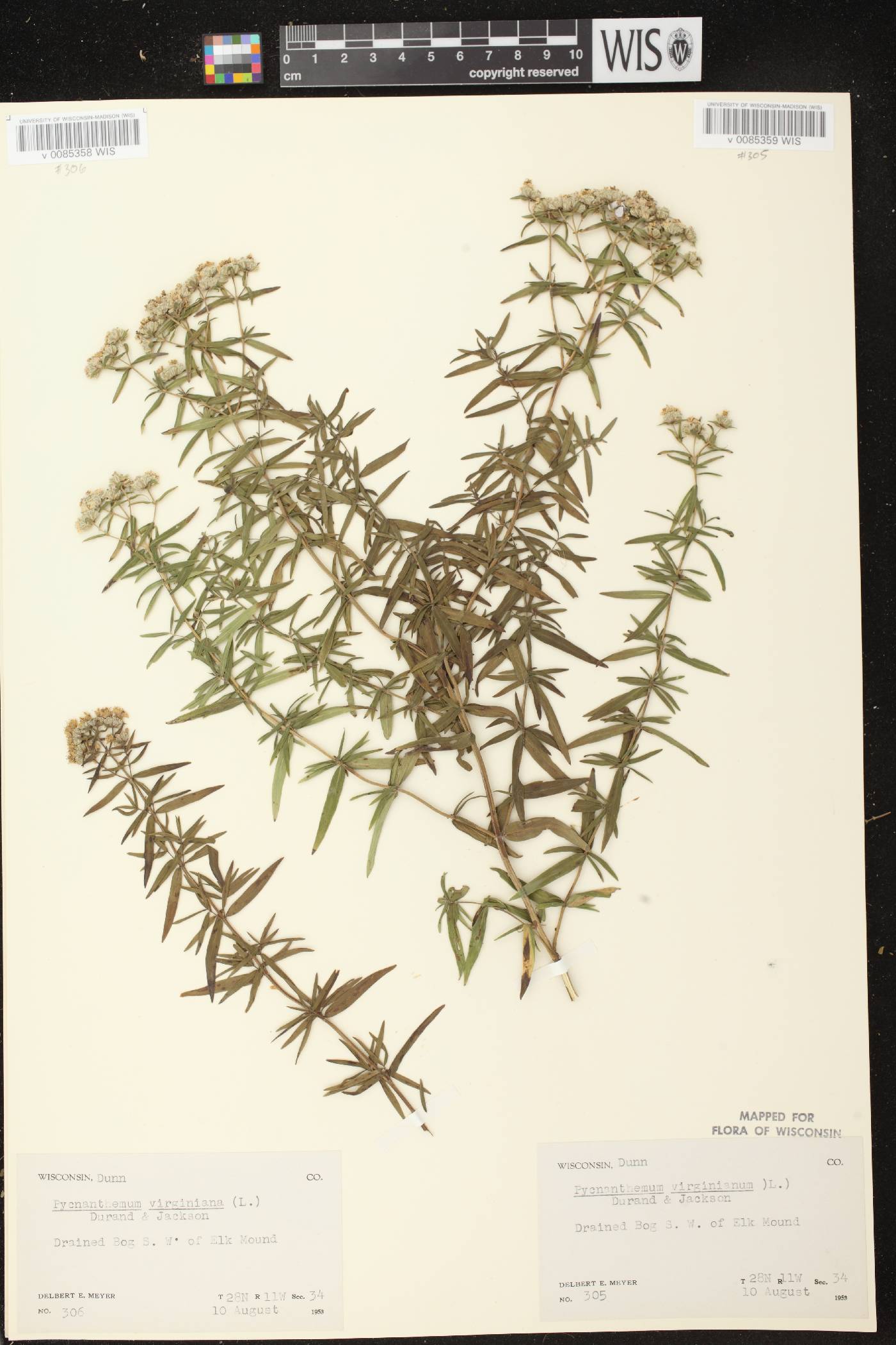 Pycnanthemum virginianum image