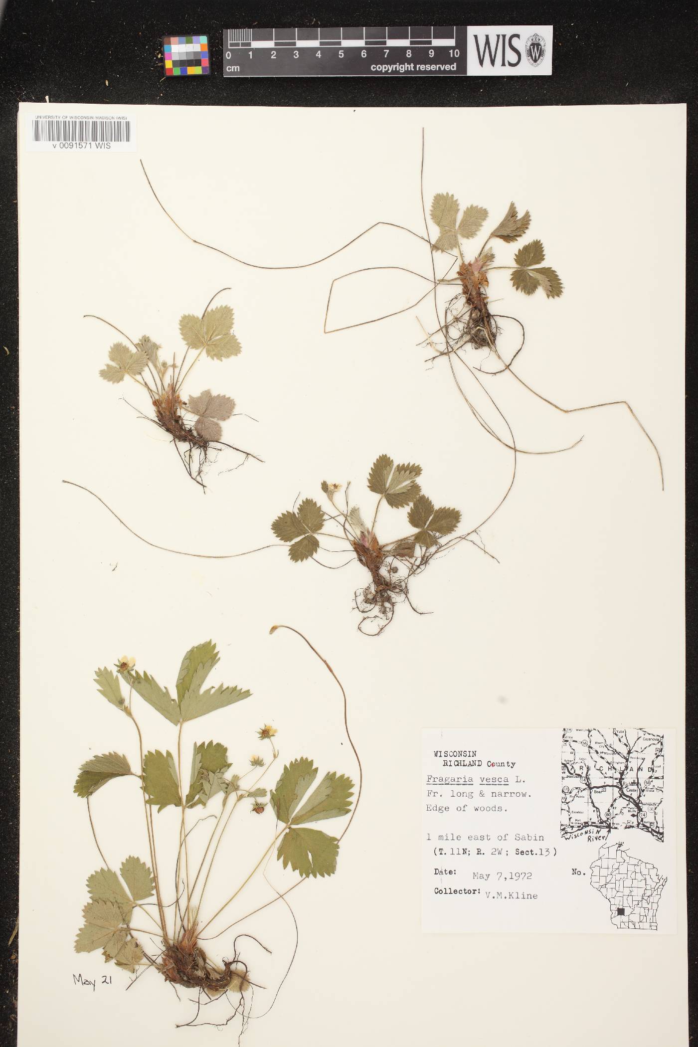 Fragaria vesca subsp. americana image