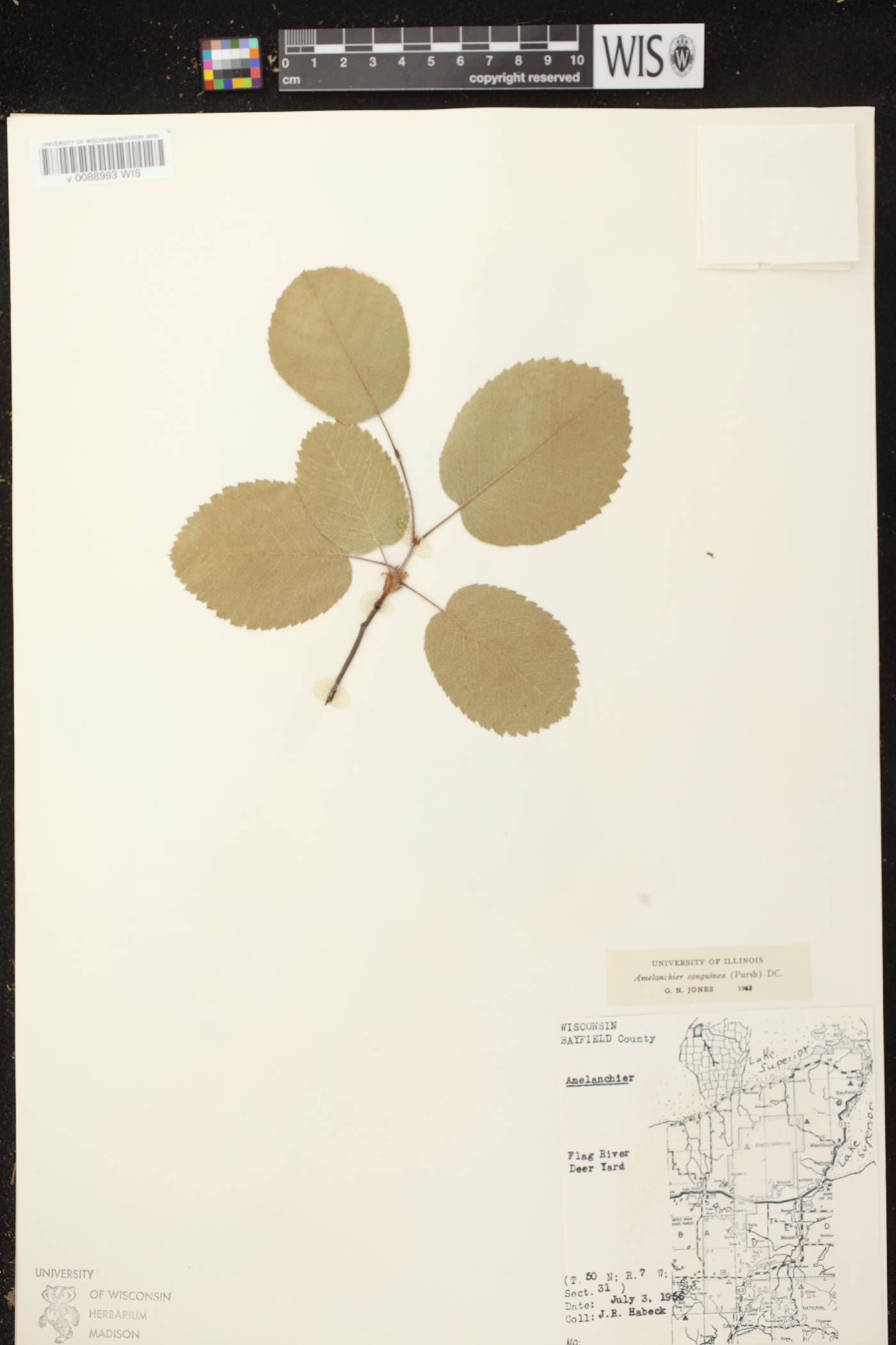 Amelanchier sanguinea image