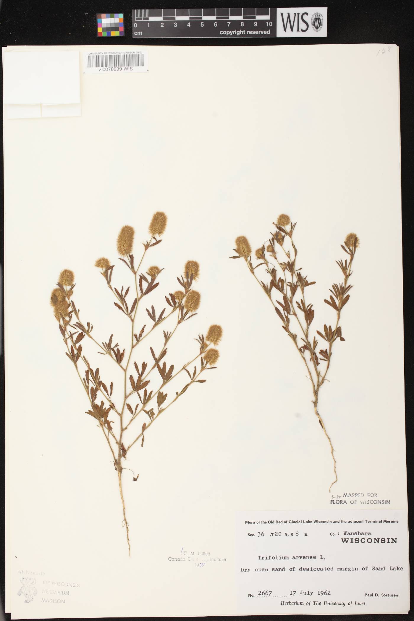 Trifolium arvense image