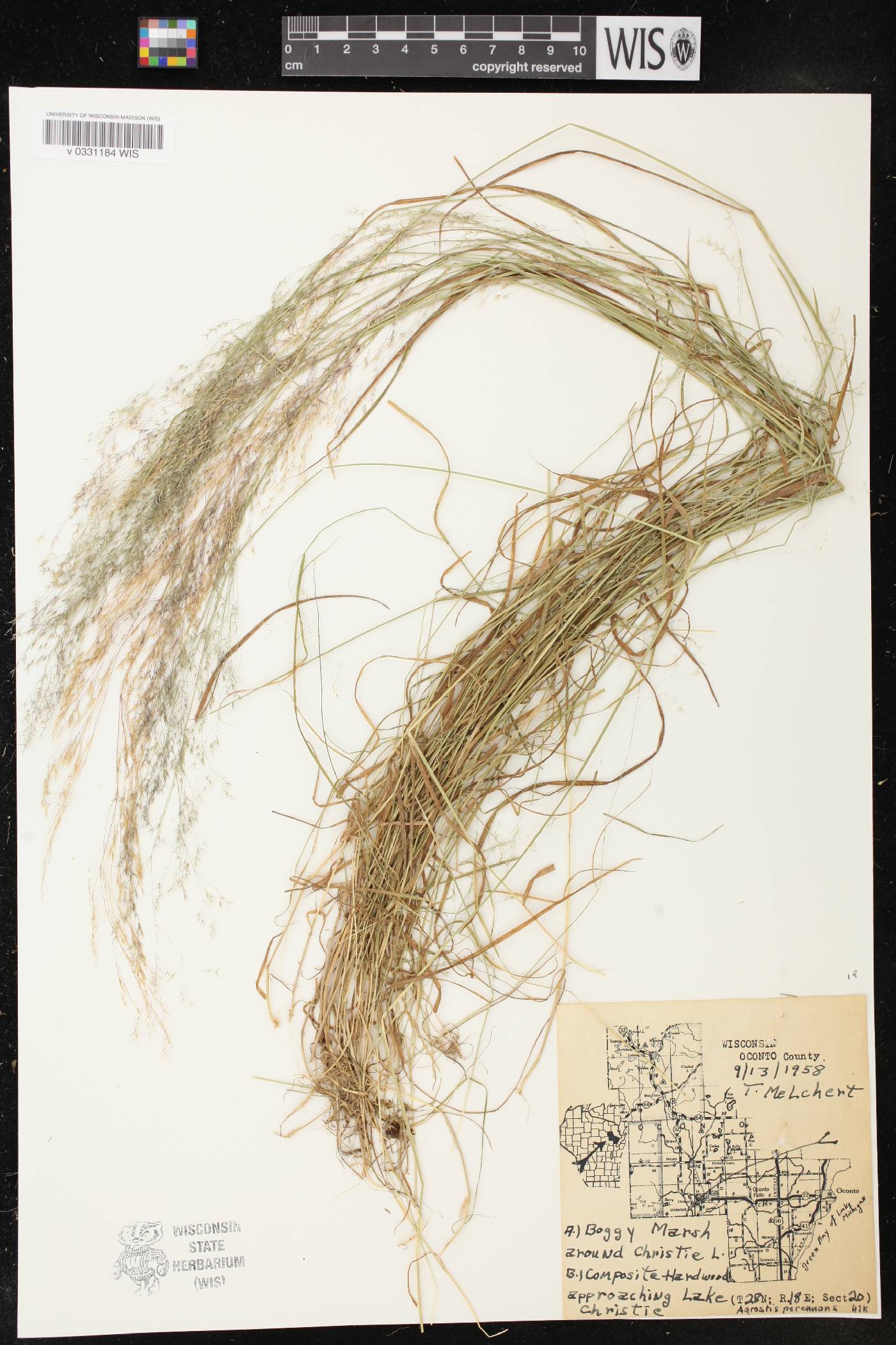 Agrostis perennans image