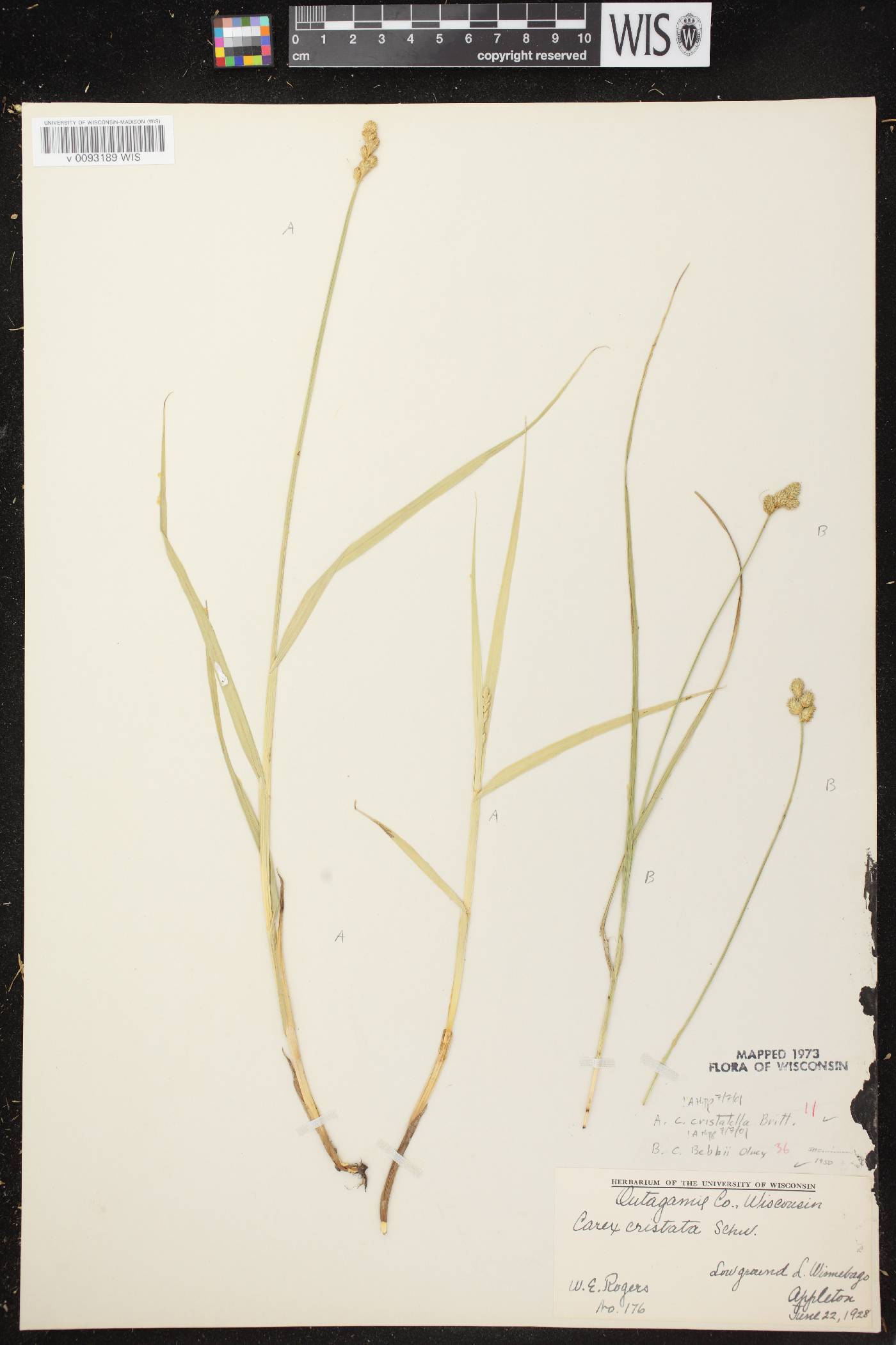 Carex cristatella image