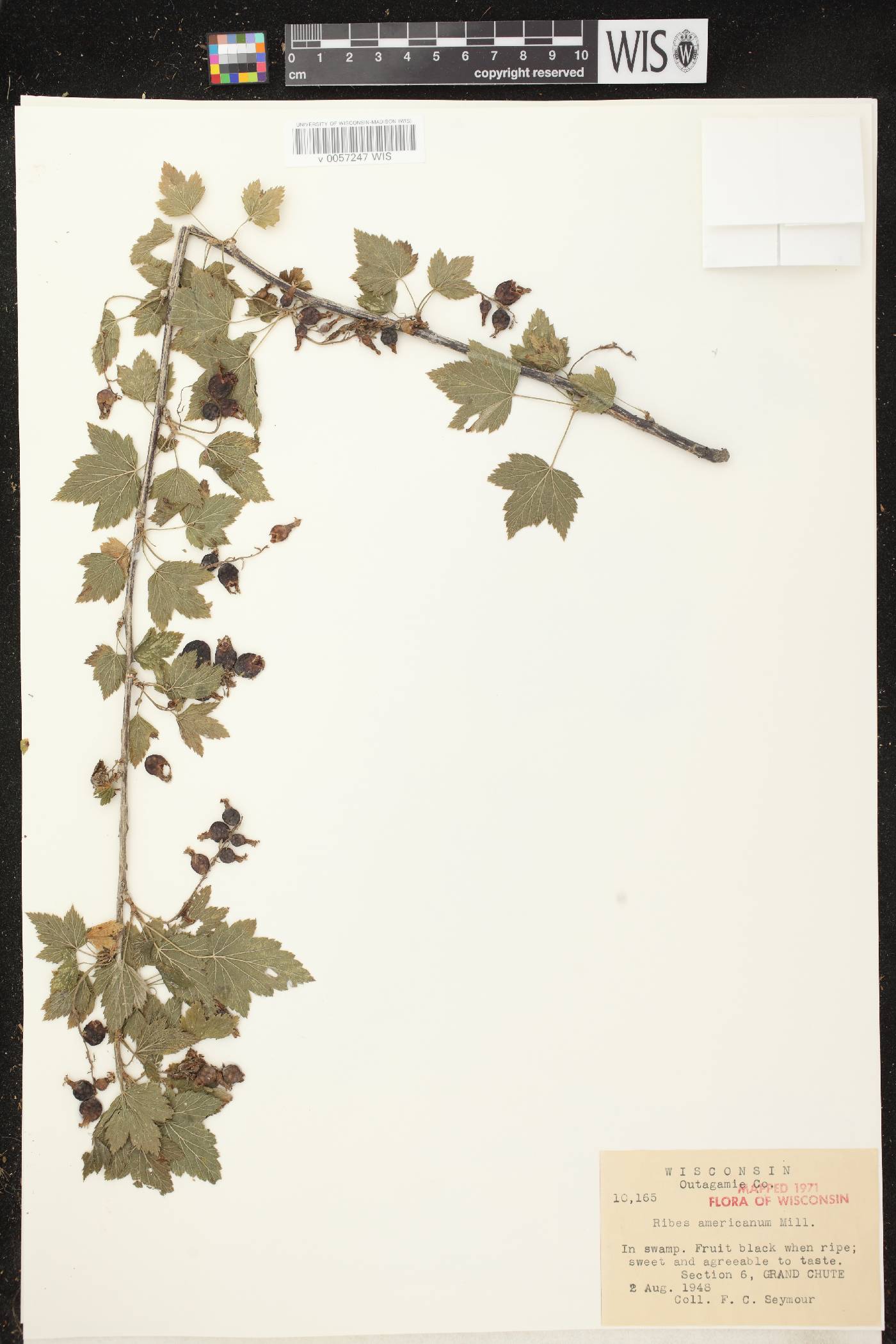 Ribes americanum image