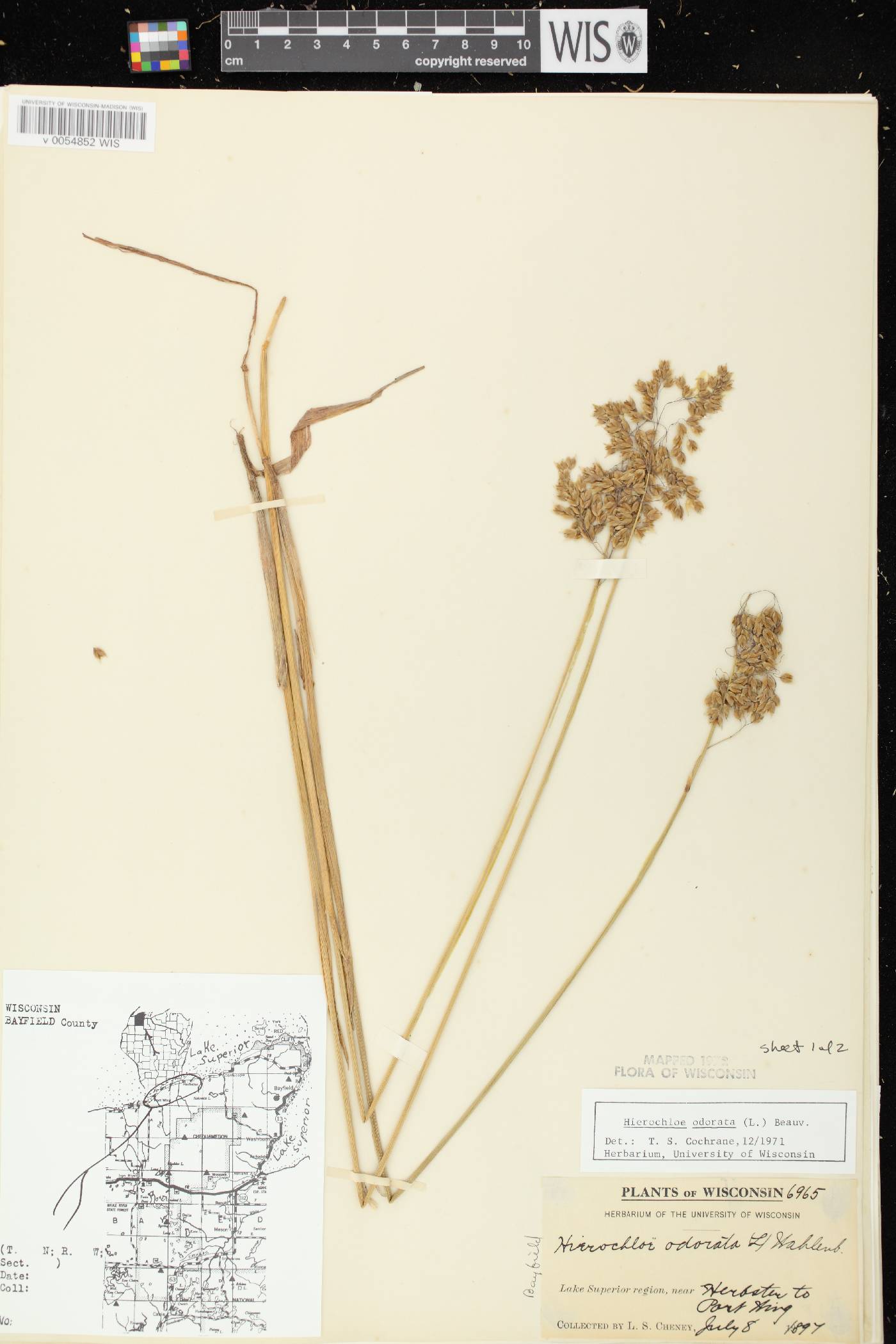 Anthoxanthum hirtum subsp. arcticum image
