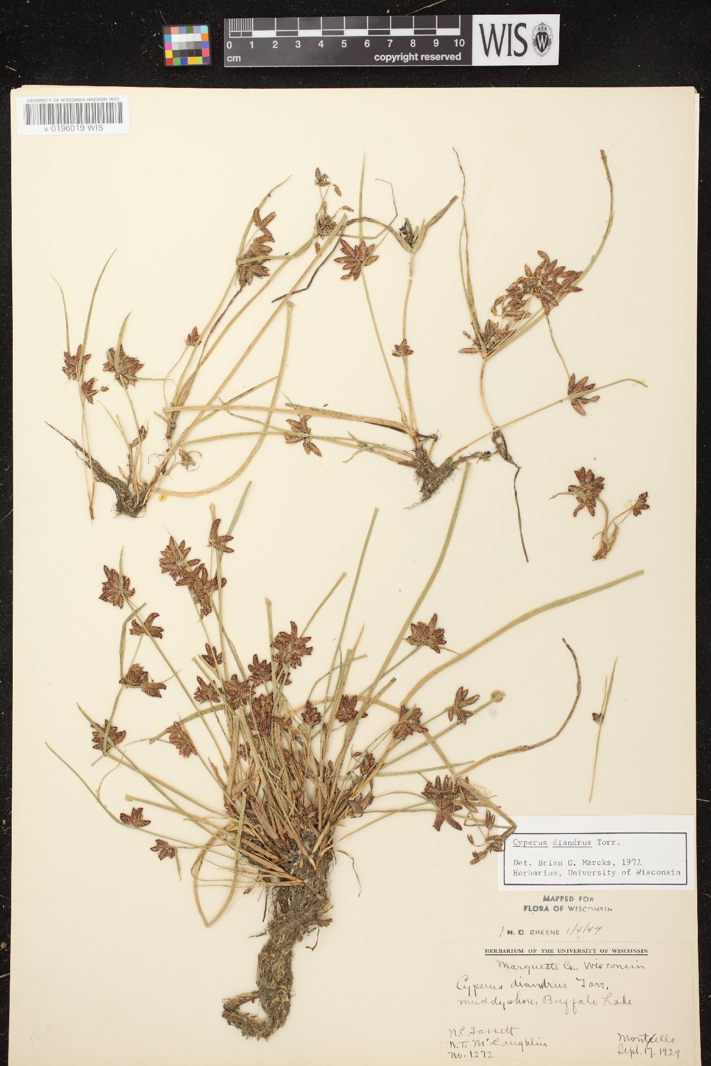 Cyperus diandrus image