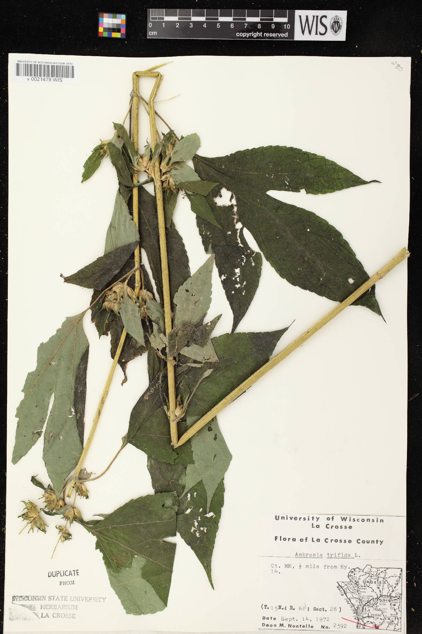 Ambrosia trifida image