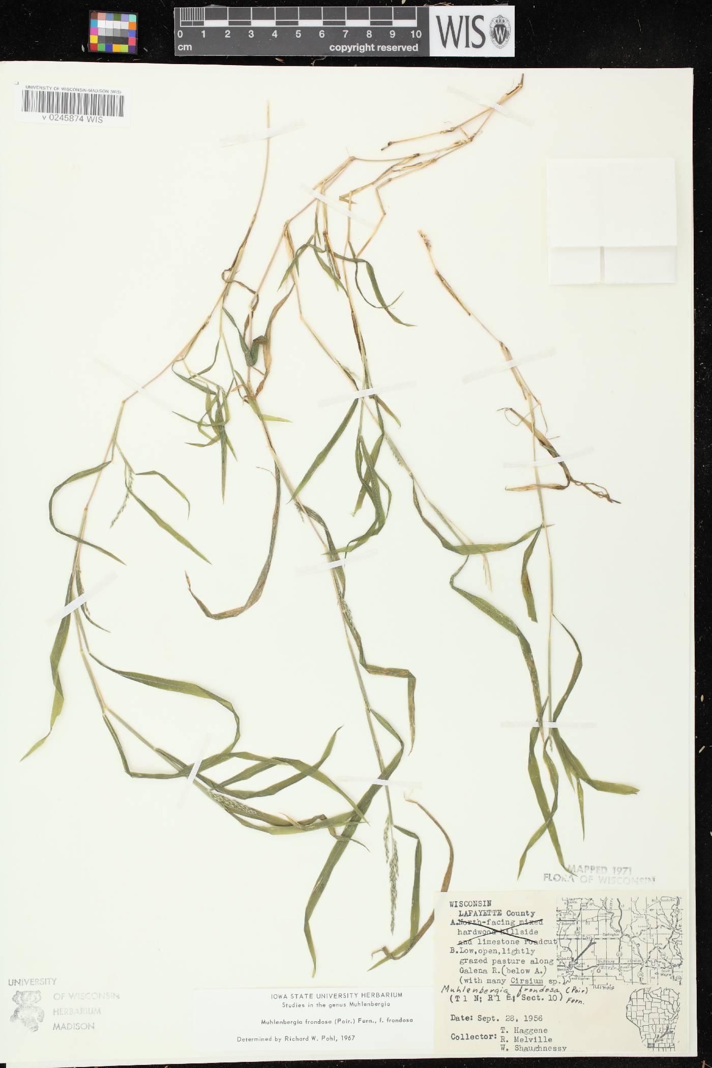 Muhlenbergia frondosa image