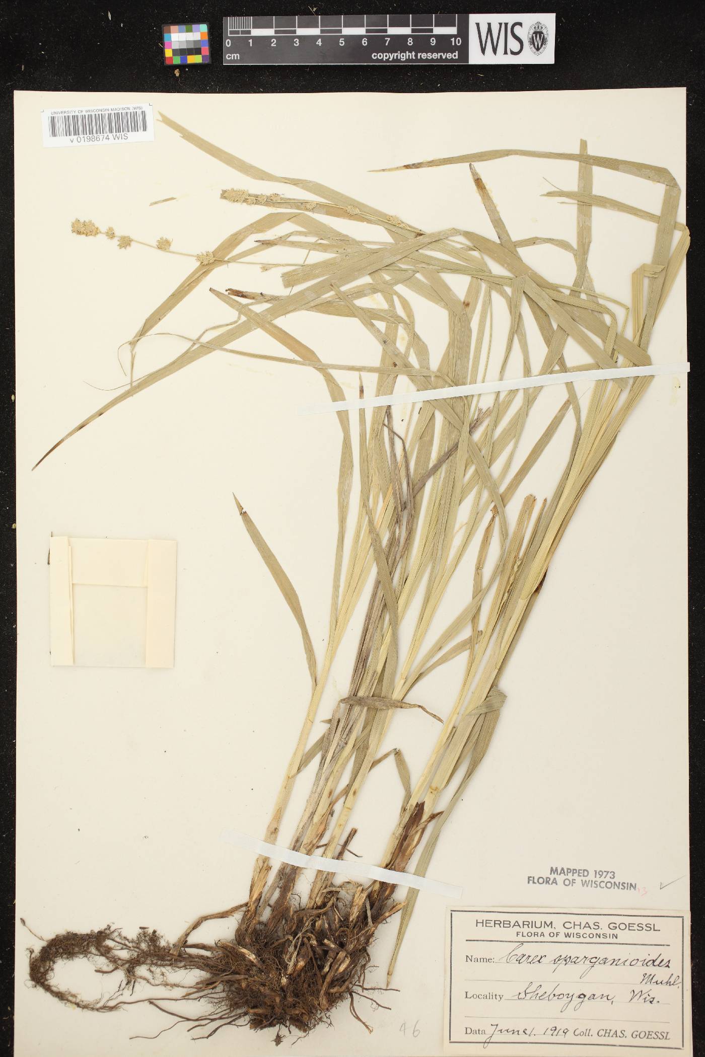 Carex sparganioides image
